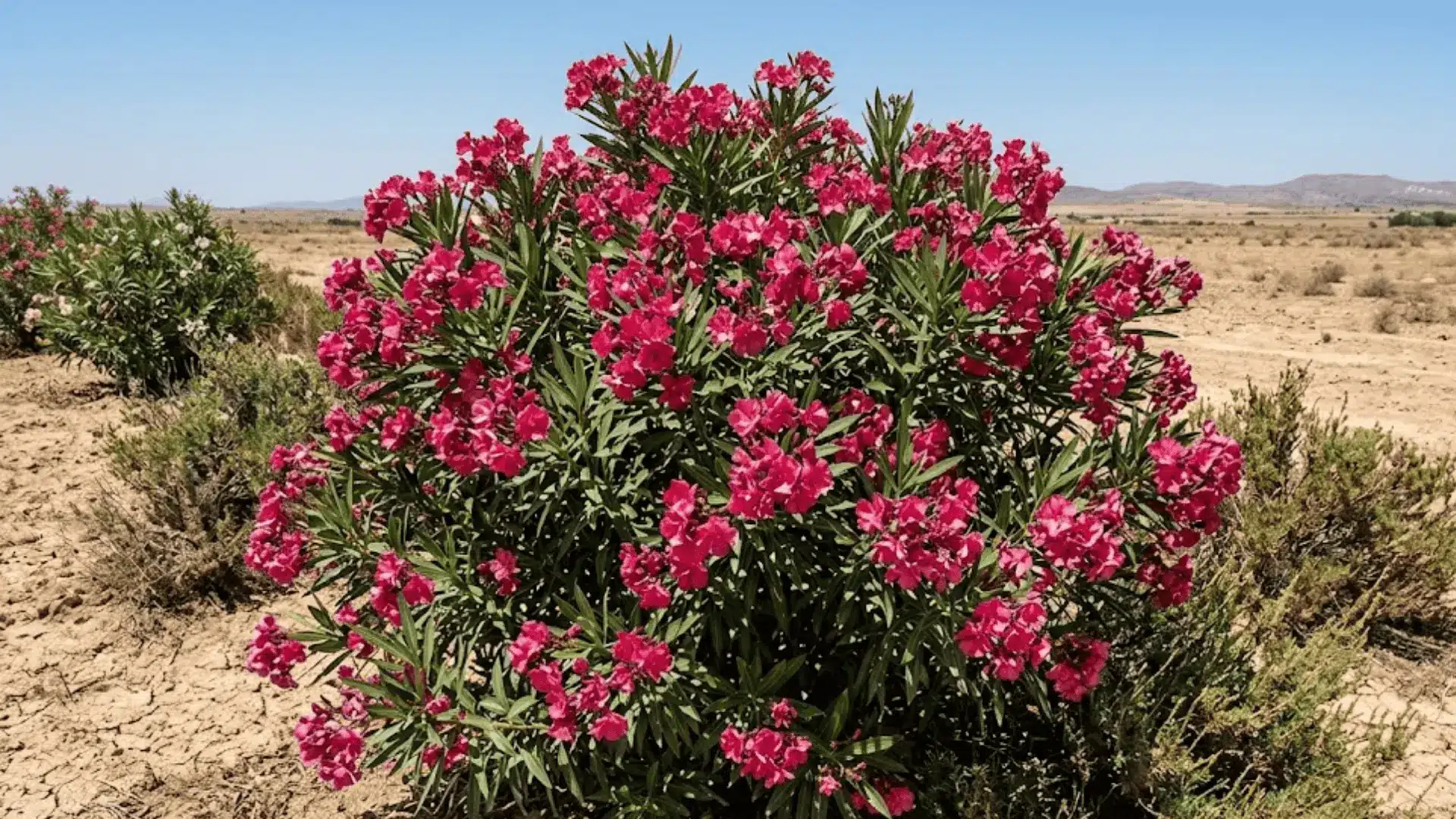 large oleander shrub with deep pink flower clusters growing in dry sun-baked ground in natural light