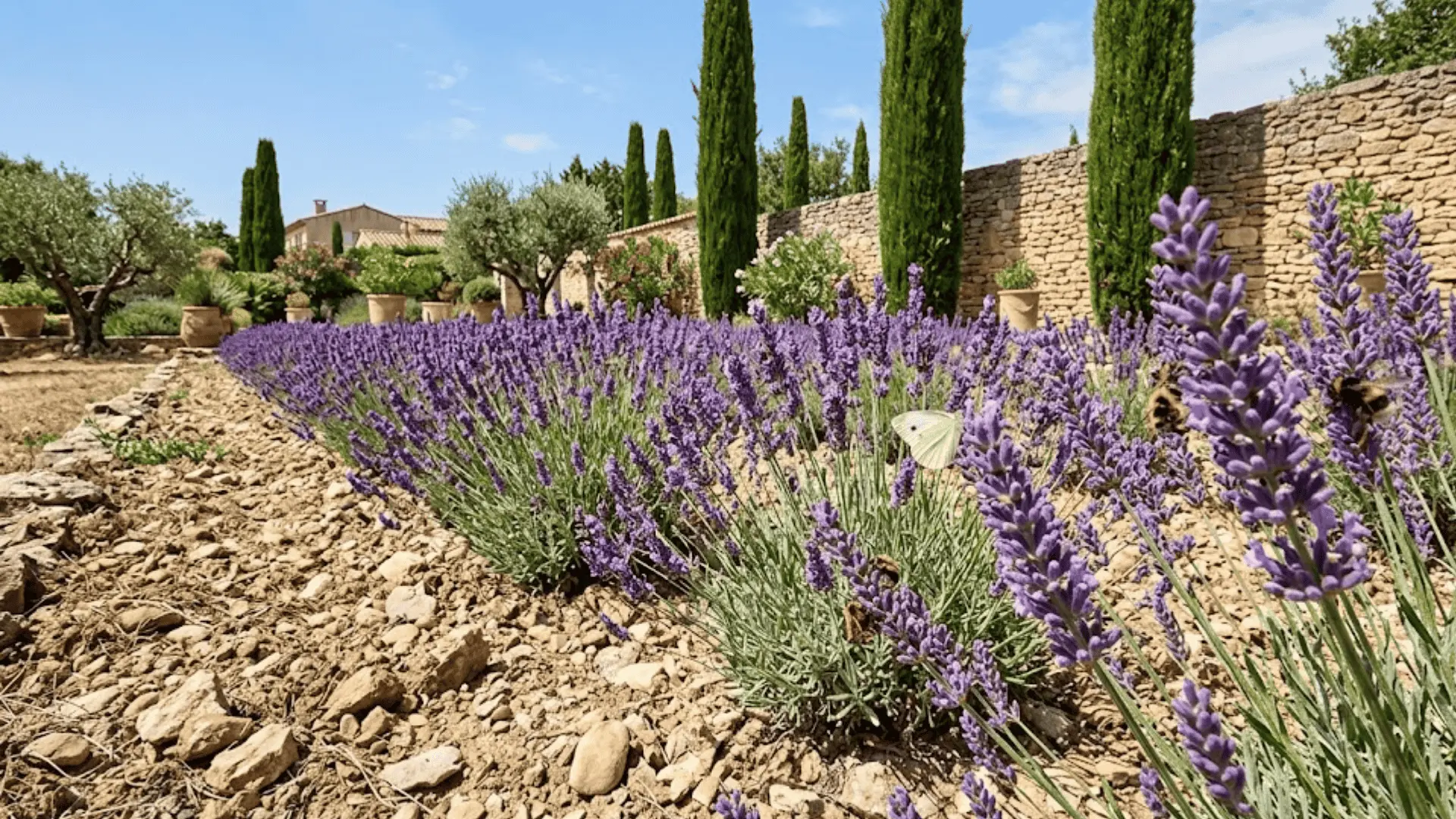 lavender border in full bloom with purple flower spikes, silvery foliage, and foraging bees