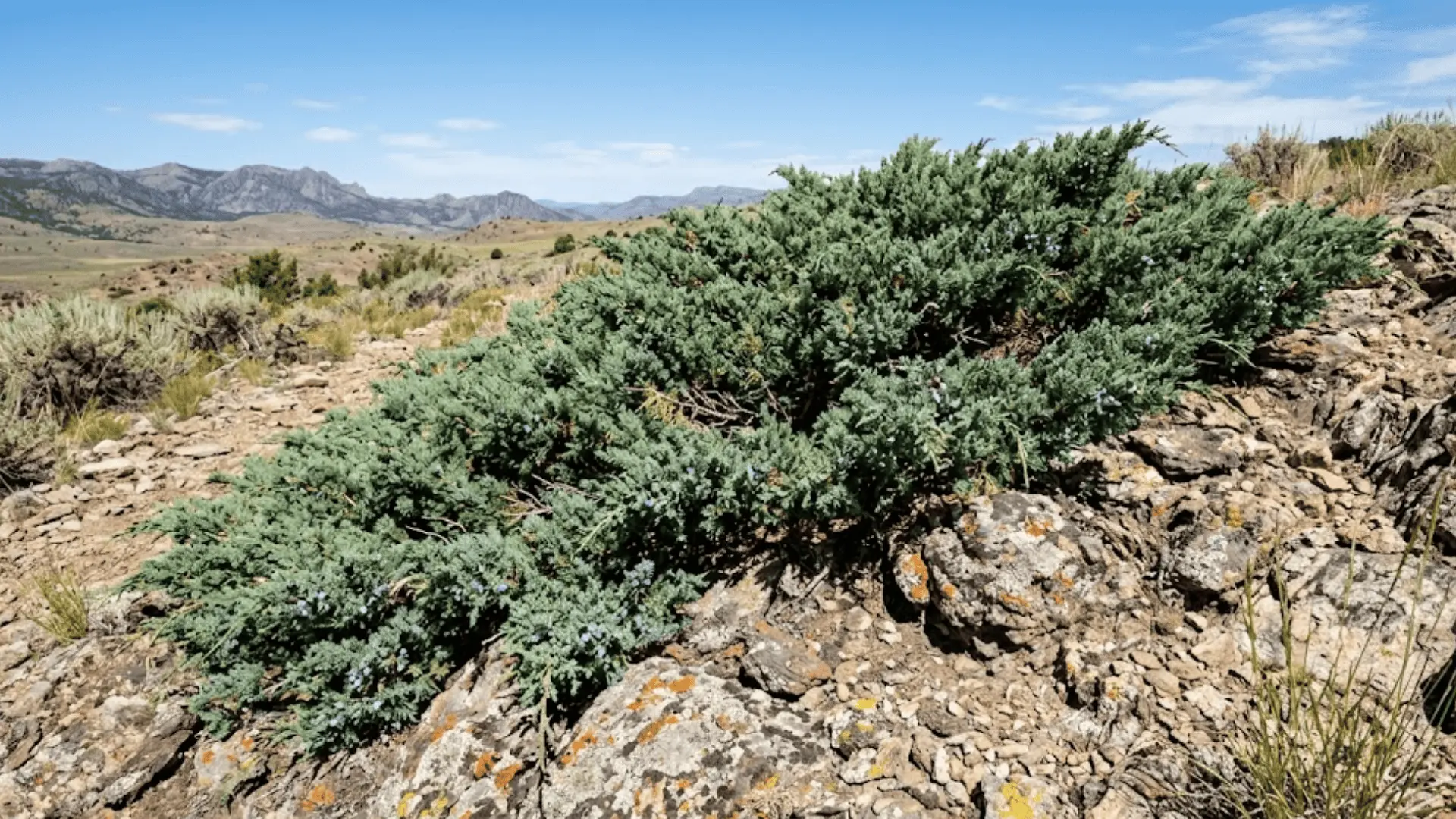 low-spreading juniper shrub with blue-green foliage and small berries across a rocky slope