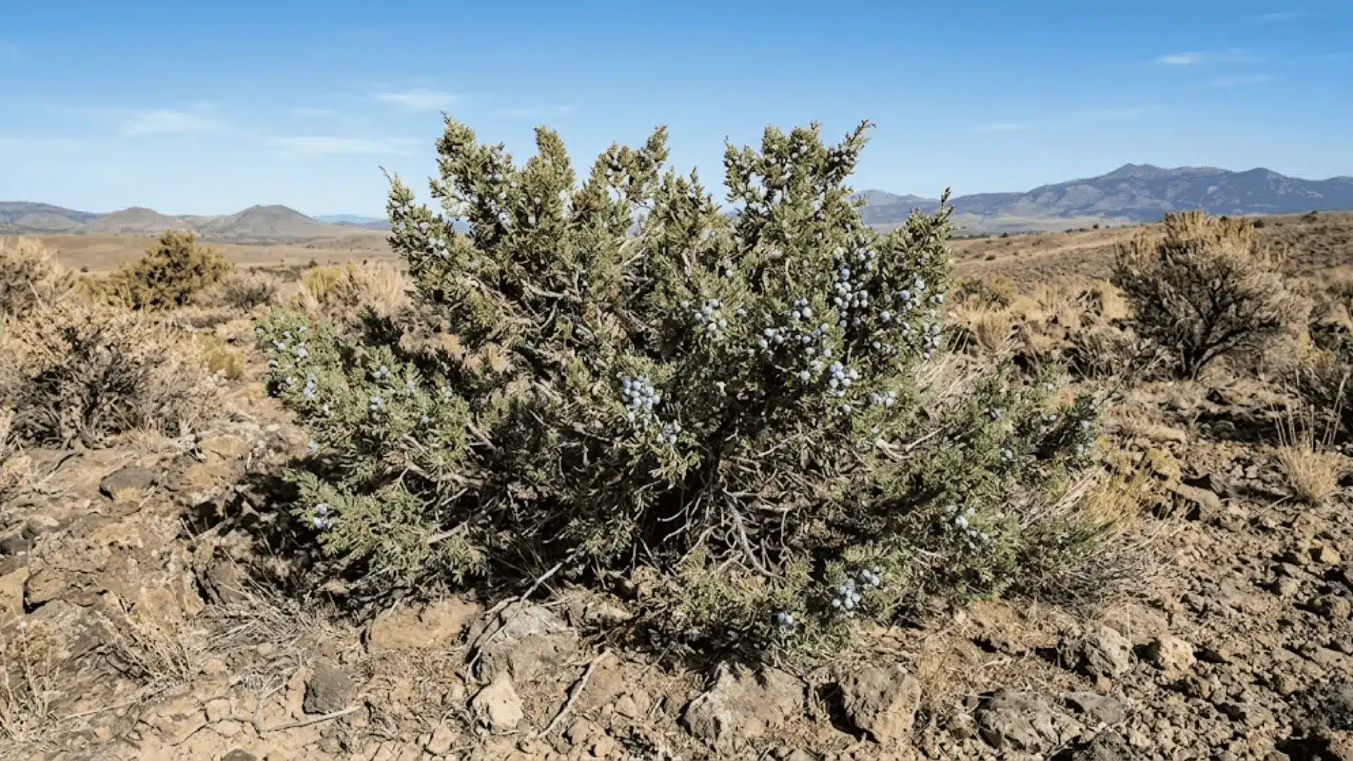mature juniper shrub with blue green foliage and dusty blue berries growing in rocky dry ground