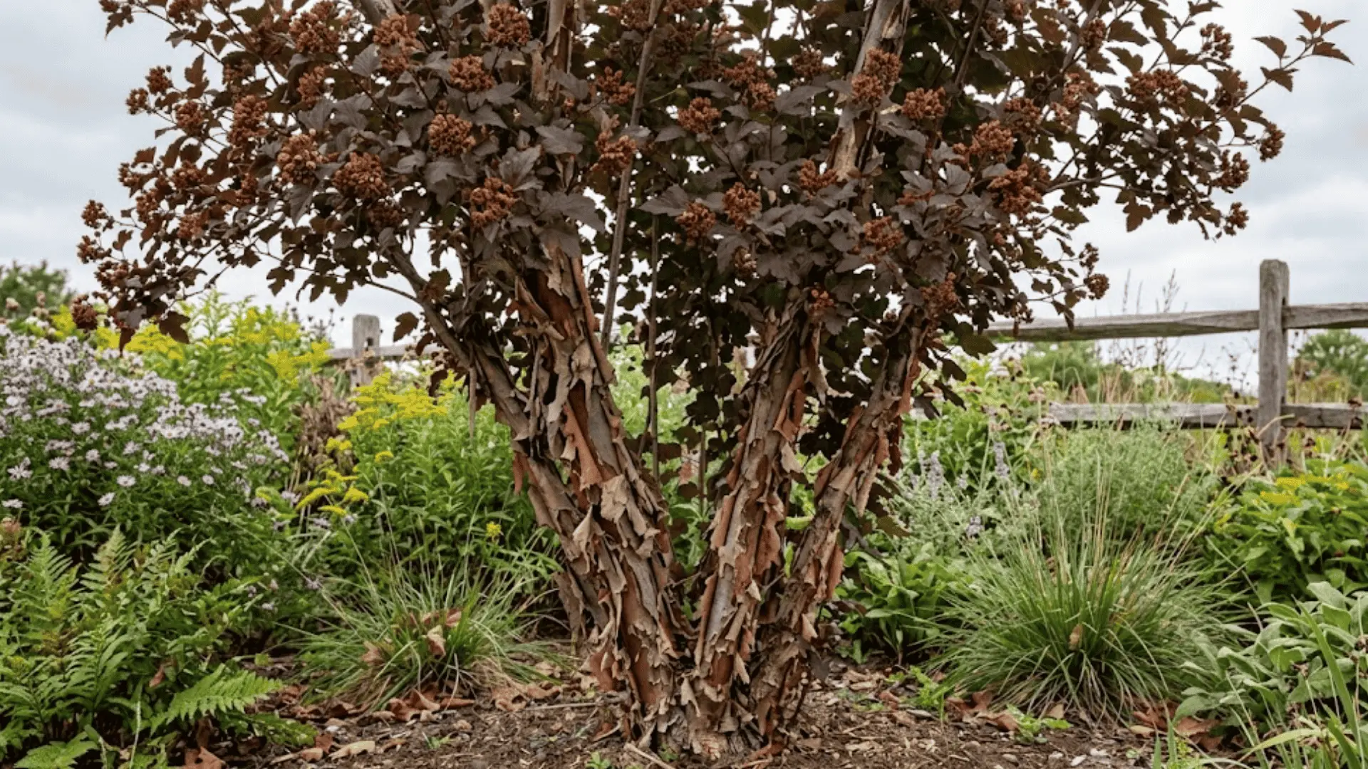 ninebark shrub showing peeling layered bark on mature stems with deeply lobed burgundy leaves