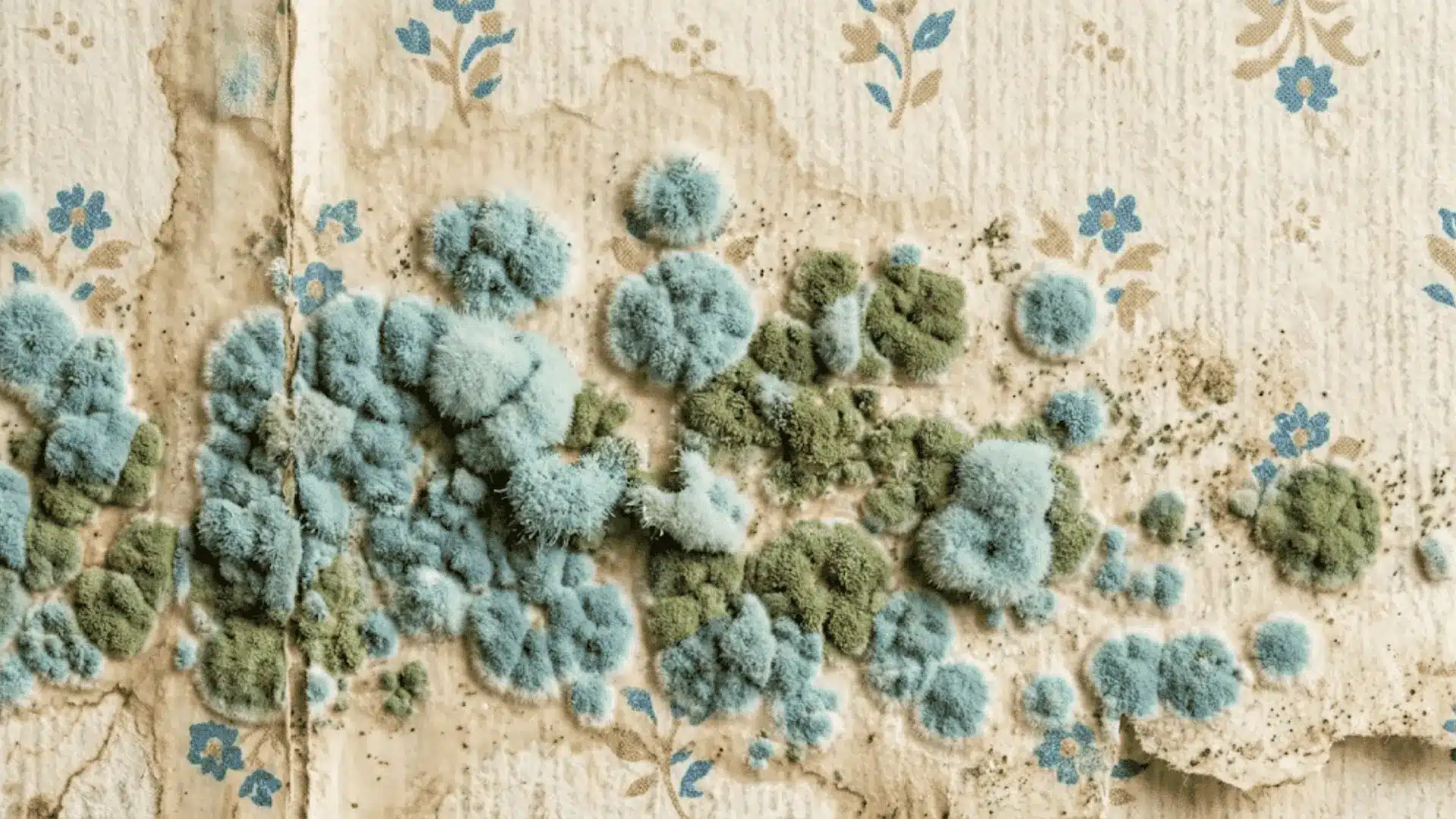 penicillium mold blue green fuzzy colonies spreading across damp bathroom wallpaper surface