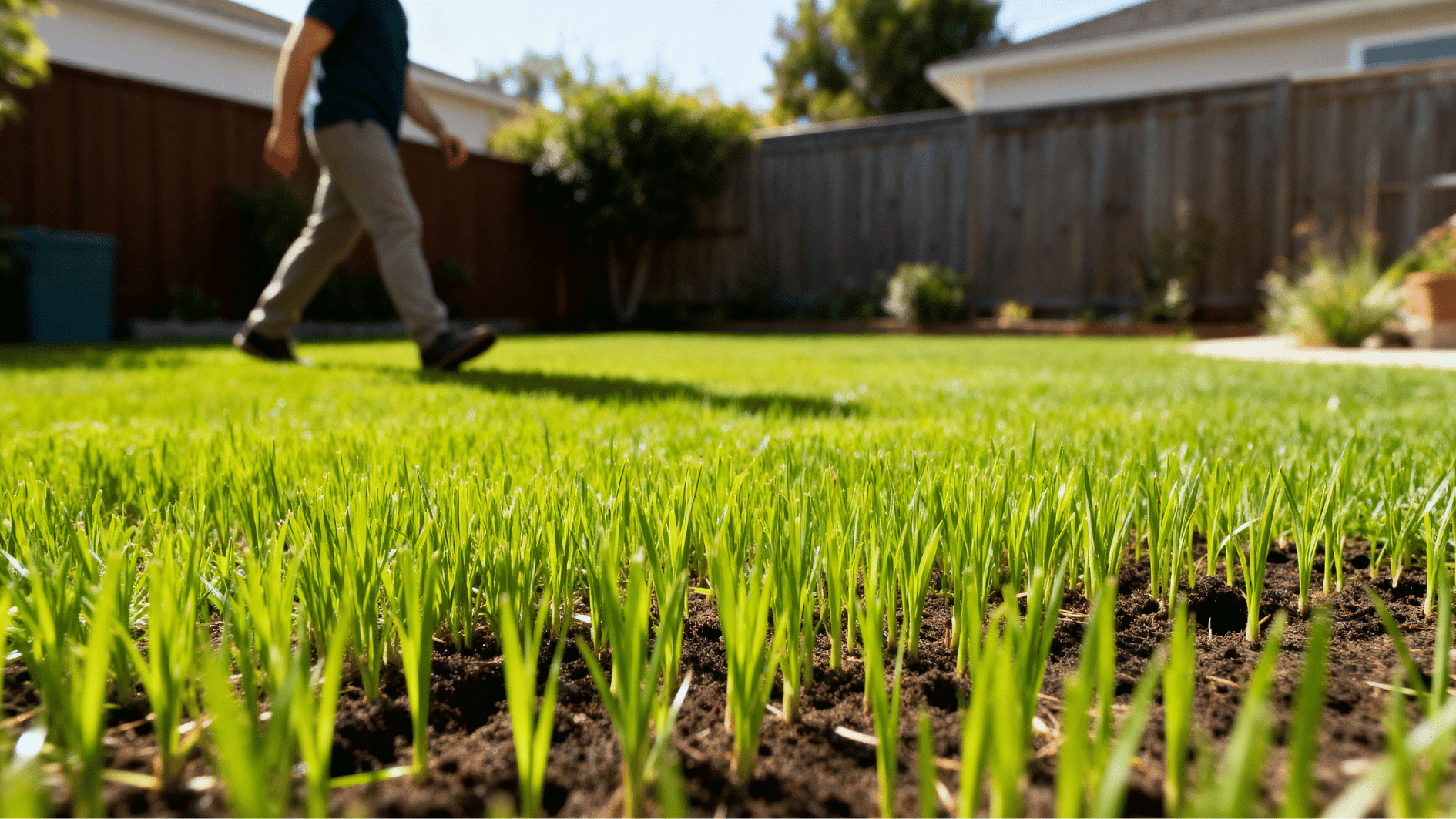 person walking carefully around fresh green grass sprouts growing in soil in a sunny backyard lawn setting.