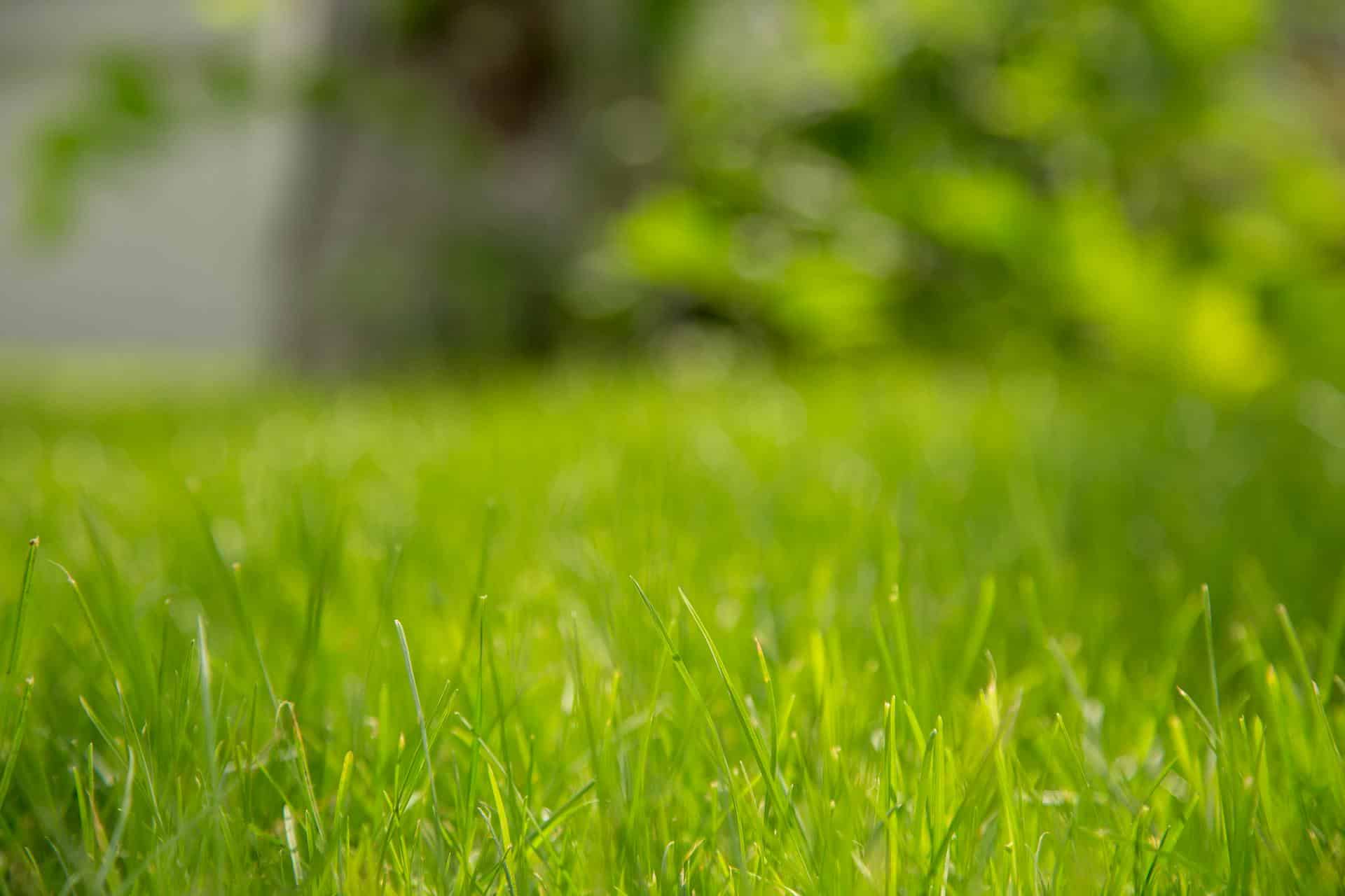 Your Lawn's Year-Round Playbook: Why Natural Grass Always Comes Out on Top