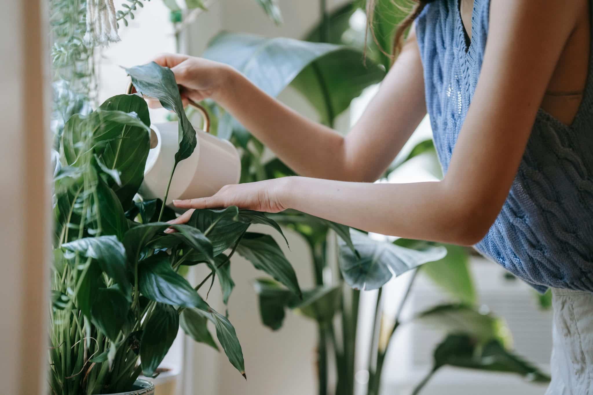 Consistency with Your Watering Habits Makes All the Difference