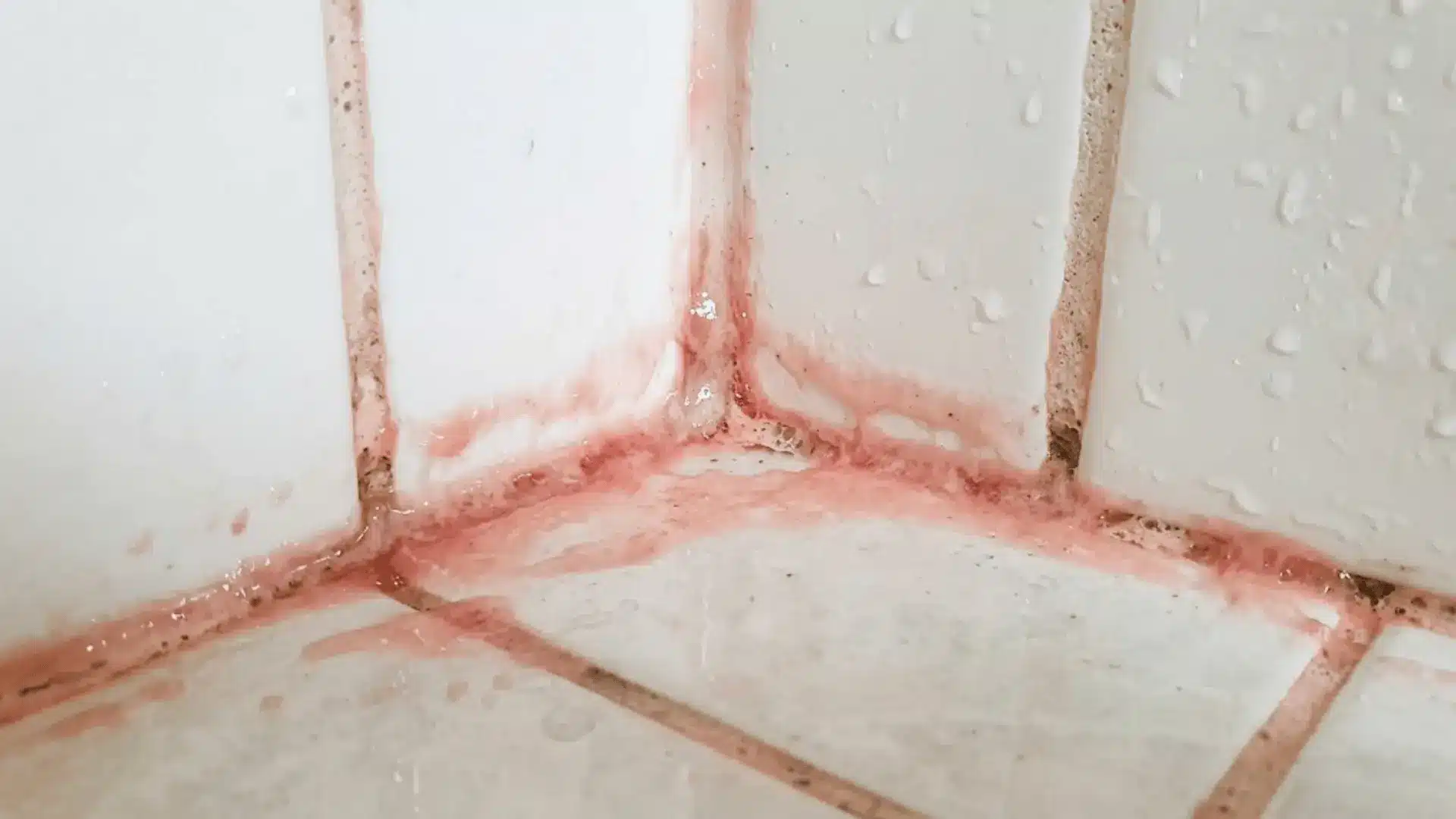 pink serratia marcescens biofilm coating shower corner grout and caulking with slippery film