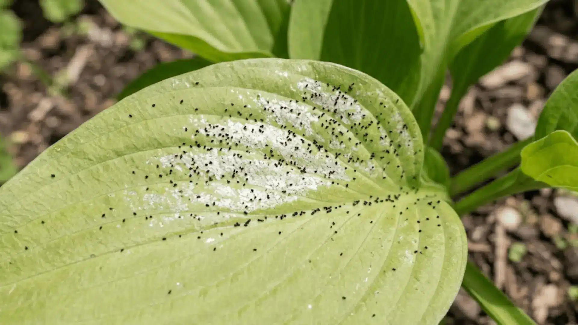 plant leaf covered in tiny black thrips frass specks near damaged tissue photographed in natural light
