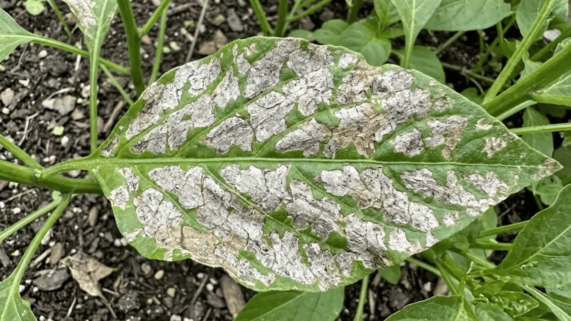 plant leaf with grey brown dry scarring patches from prolonged thrips feeding in sharp natural light