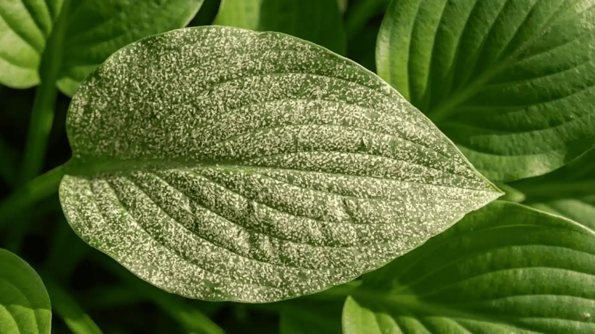 plant leaf with pale yellow stippling dots from thrips cell damage shot in sharp natural outdoor light