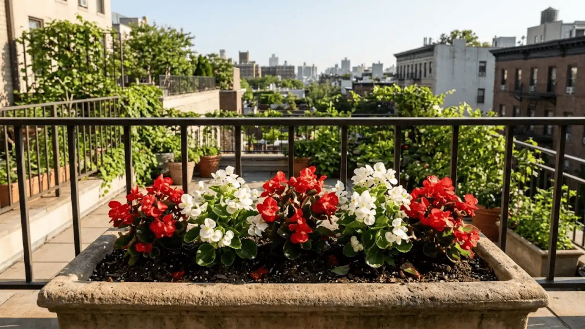 red and white wax begonias in a stone balcony planter in bright morning light with sharp background
