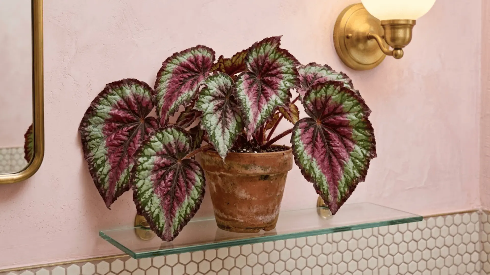 rex begonia with burgundy and silver patterned leaves in a terracotta pot on a glass shelf in a warm bathroom