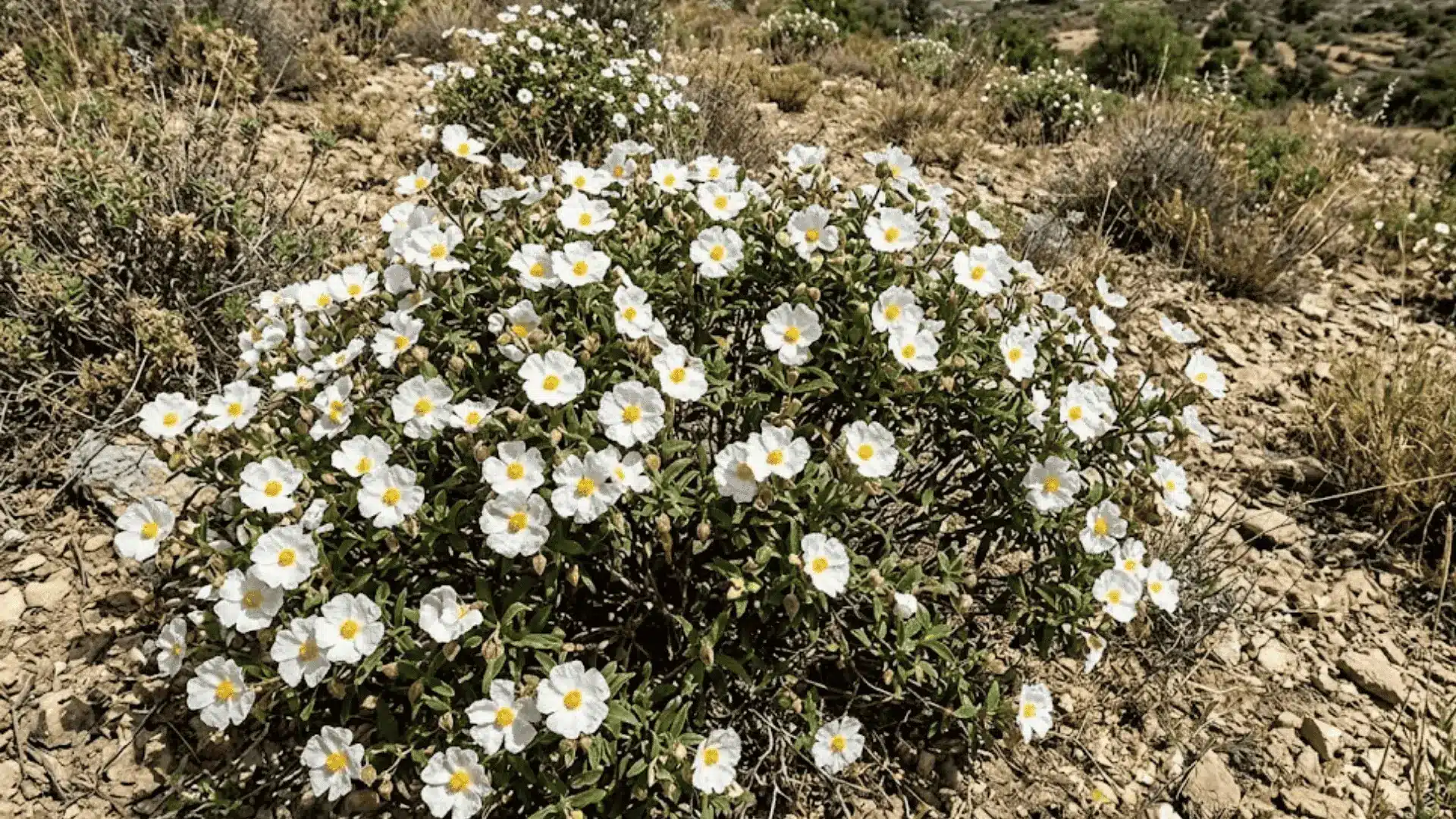 rockrose shrub with white crinkled flowers and yellow stamens blooming on a dry rocky hillside
