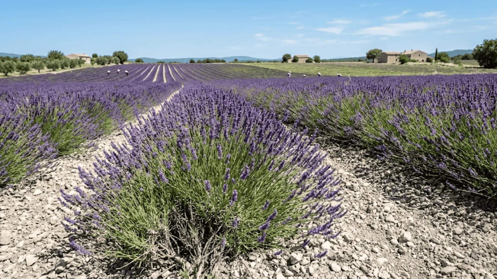 rows of lavender in full purple bloom growing in pale stony soil under bright natural daylight