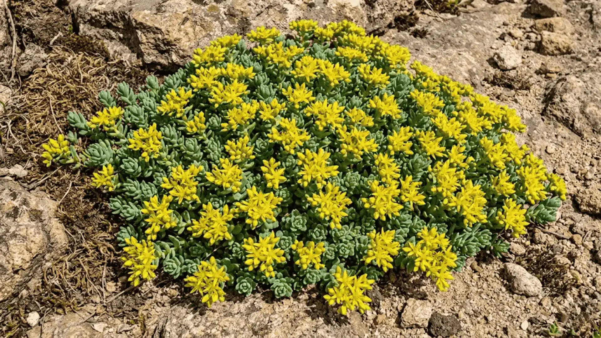 sedum stonecrop with yellow star-shaped flowers spreading across a rocky sun-lit surface