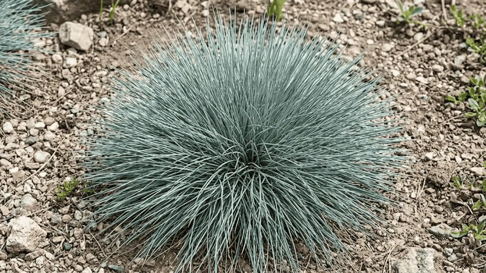 silvery blue fescue grass growing in a rounded mound in dry gritty soil under natural daylight