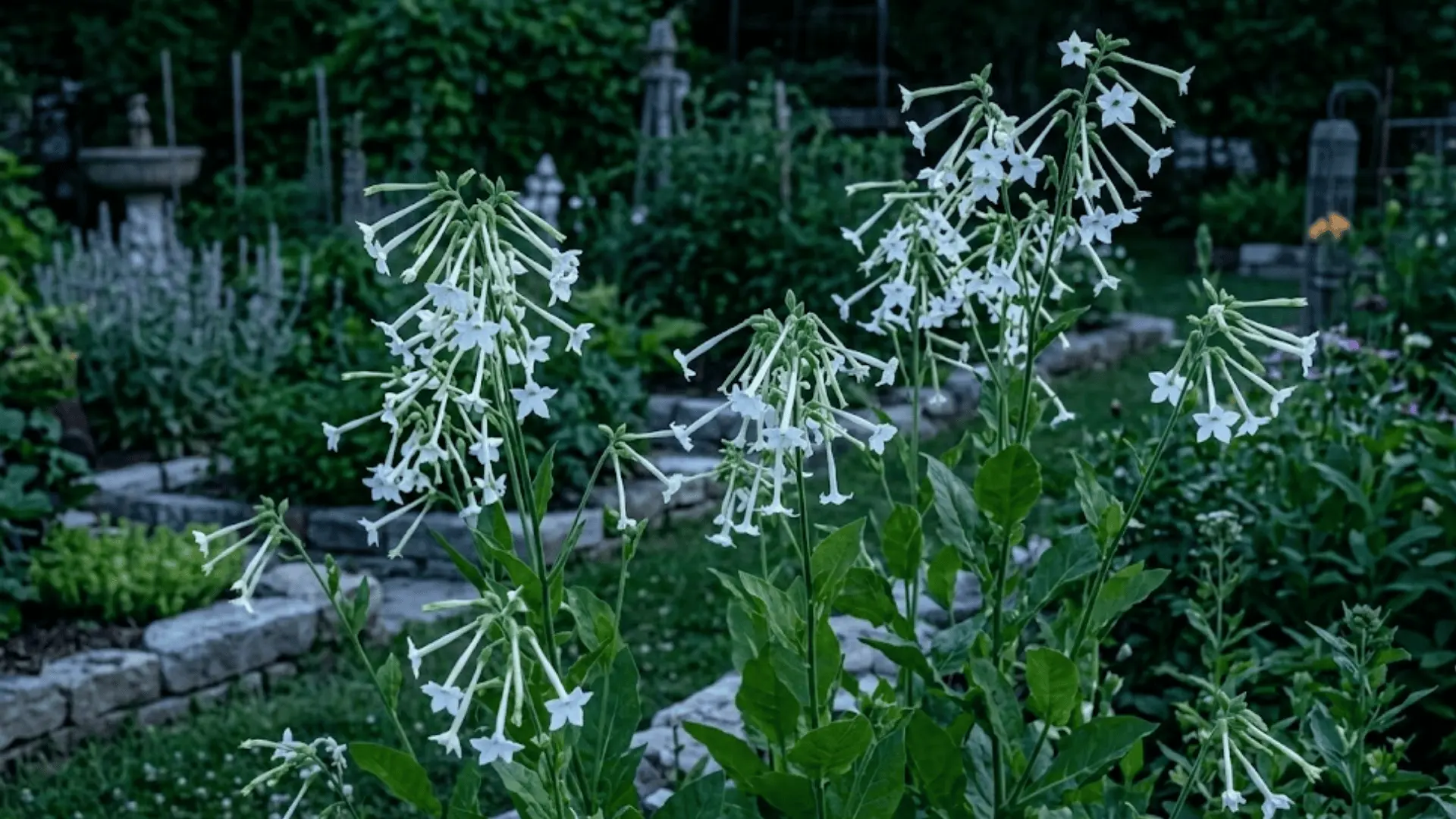 slender white nicotiana flowers glowing in dusk light against deep green foliage in a cottage garden