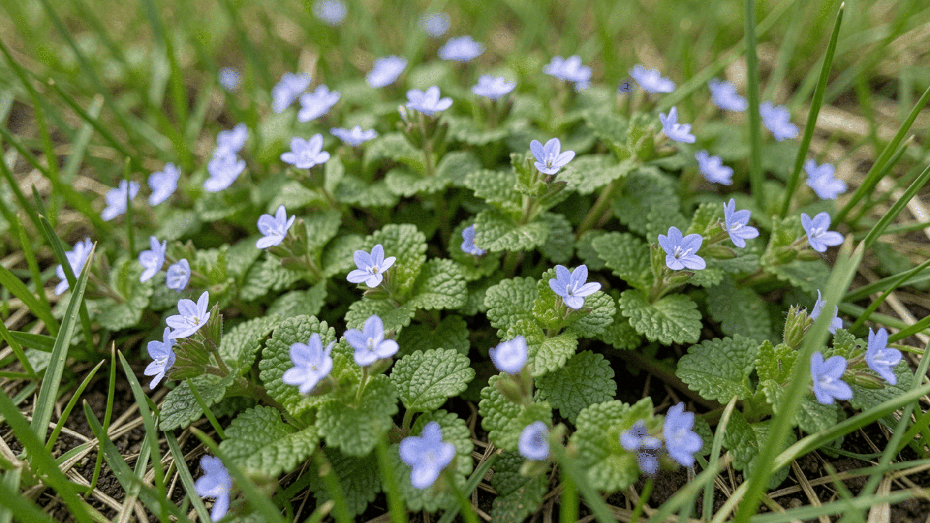 speedwell weed with tiny blue flowers and textured green leaves spreading through grass in natural outdoor garden setting