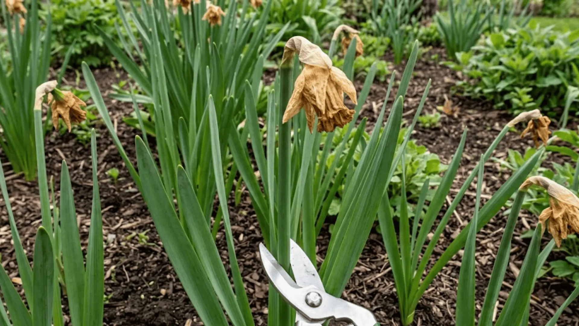 spent daffodil bloom being snipped with garden scissors, healthy green foliage intact, dark mulched soil, soft natural daylight