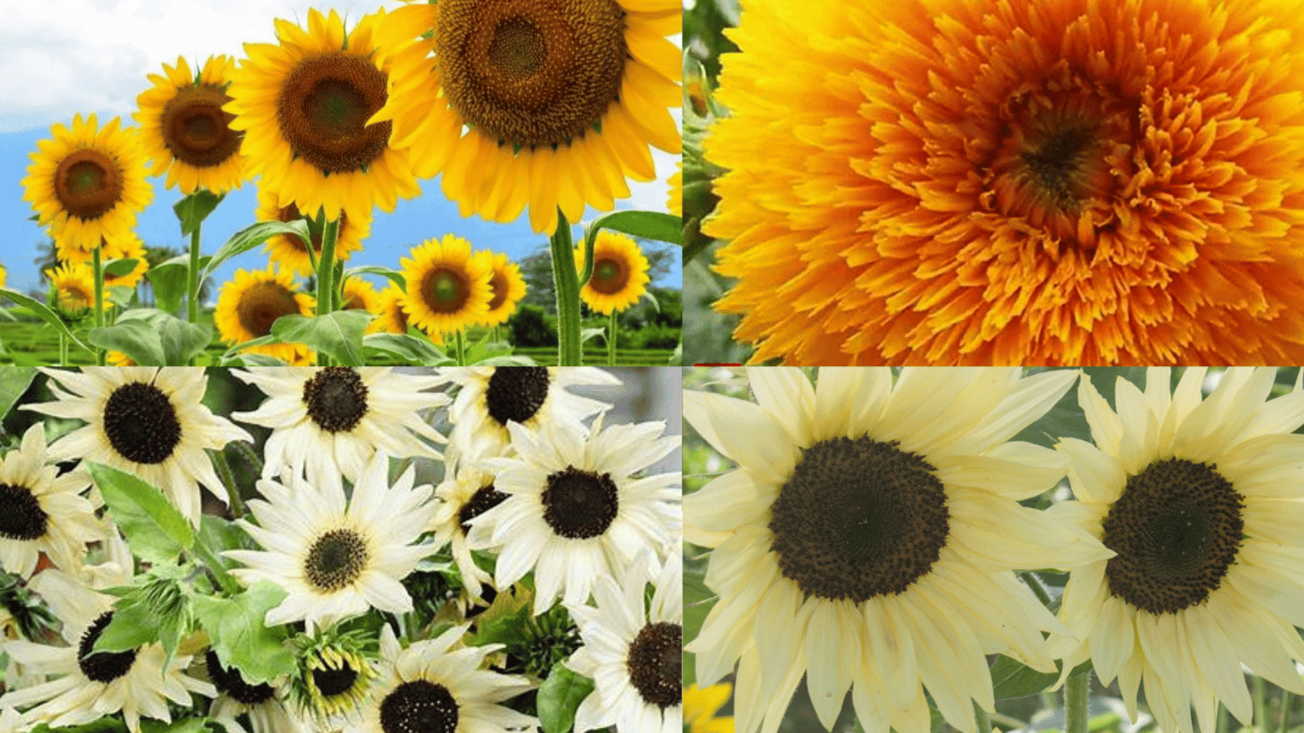 sunflower varieties