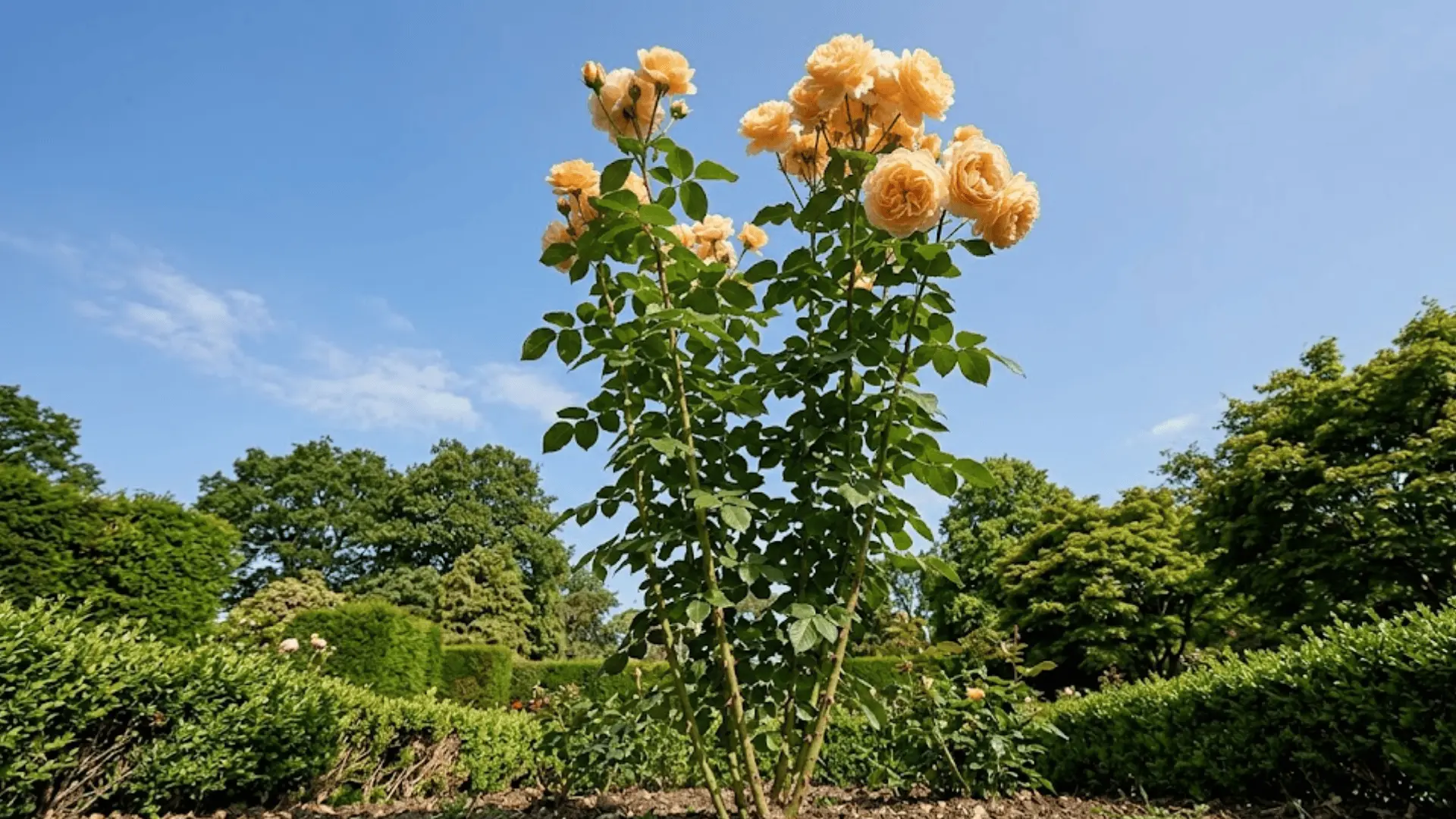 tall grandiflora rose plant with peach yellow clustered blooms on upright canes against a clear blue sky