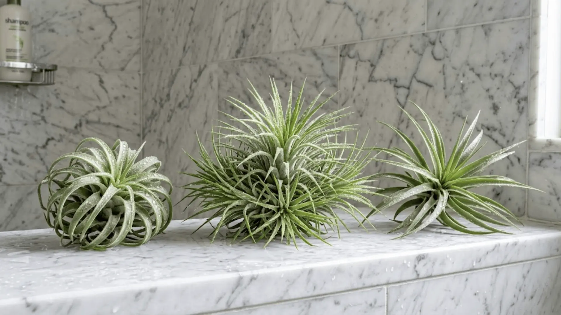 tillandsia air plants on a marble shower ledge with water droplets and visible leaf texture detail