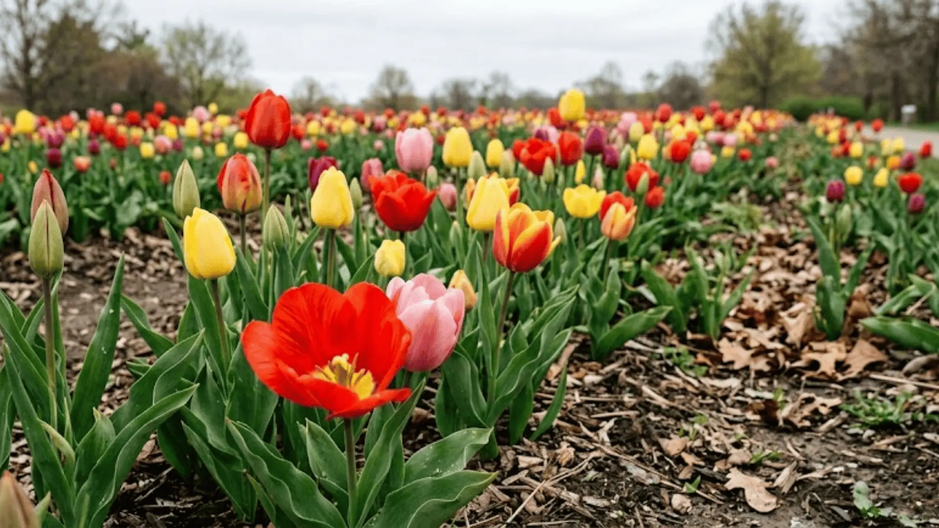 tulips in a garden bed at various bloom stages in early spring morning light