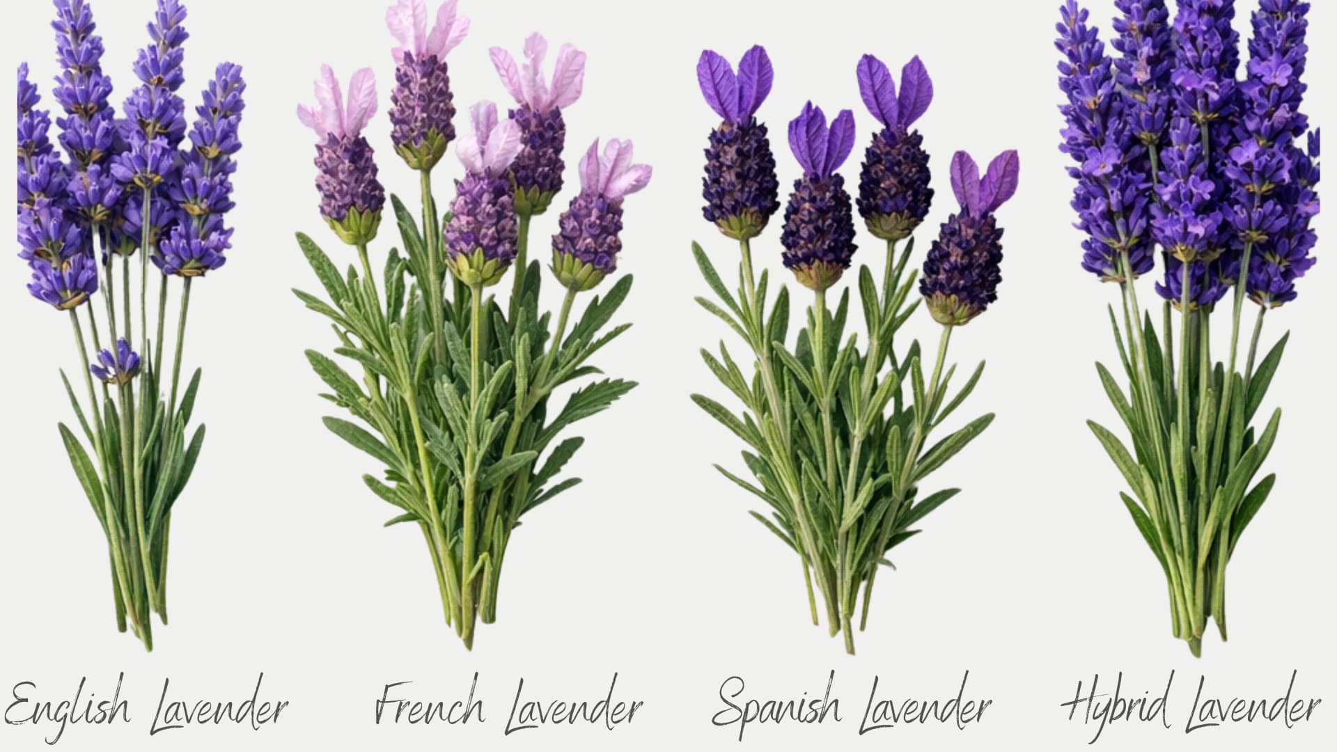 types-of-lavender