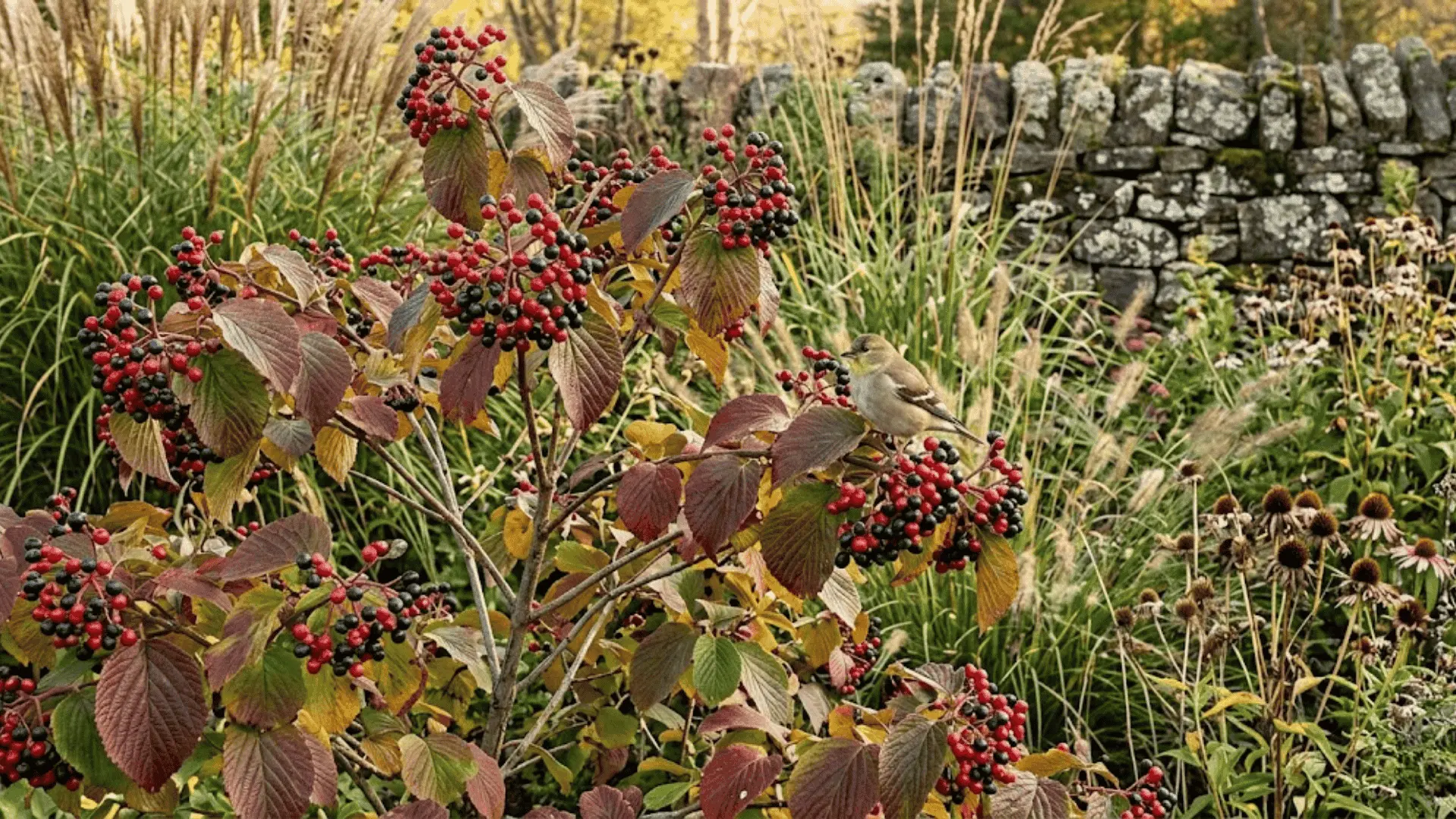 viburnum shrub with clusters of red and blue-black berries and autumn foliage in a garden