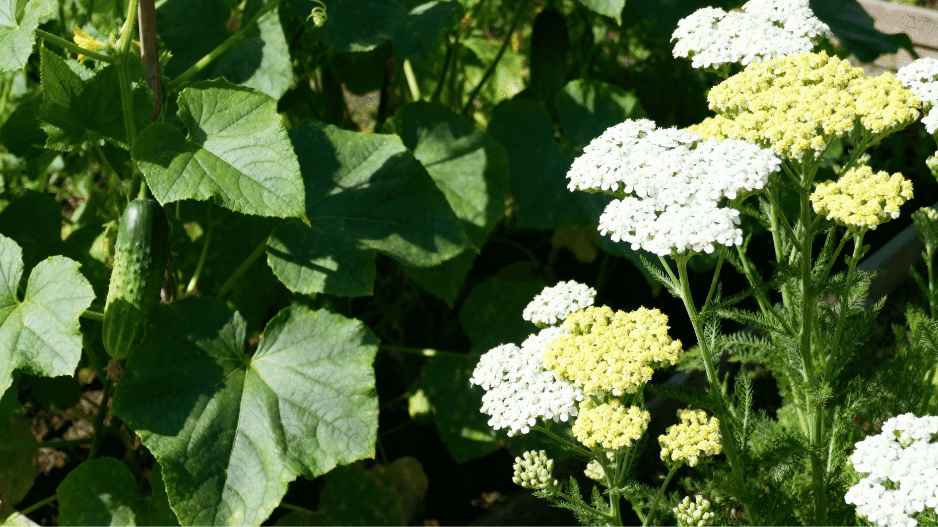 white and pale yellow yarrow flowers growing beside cucumber vines in a lush sunlit vegetable garden bed.