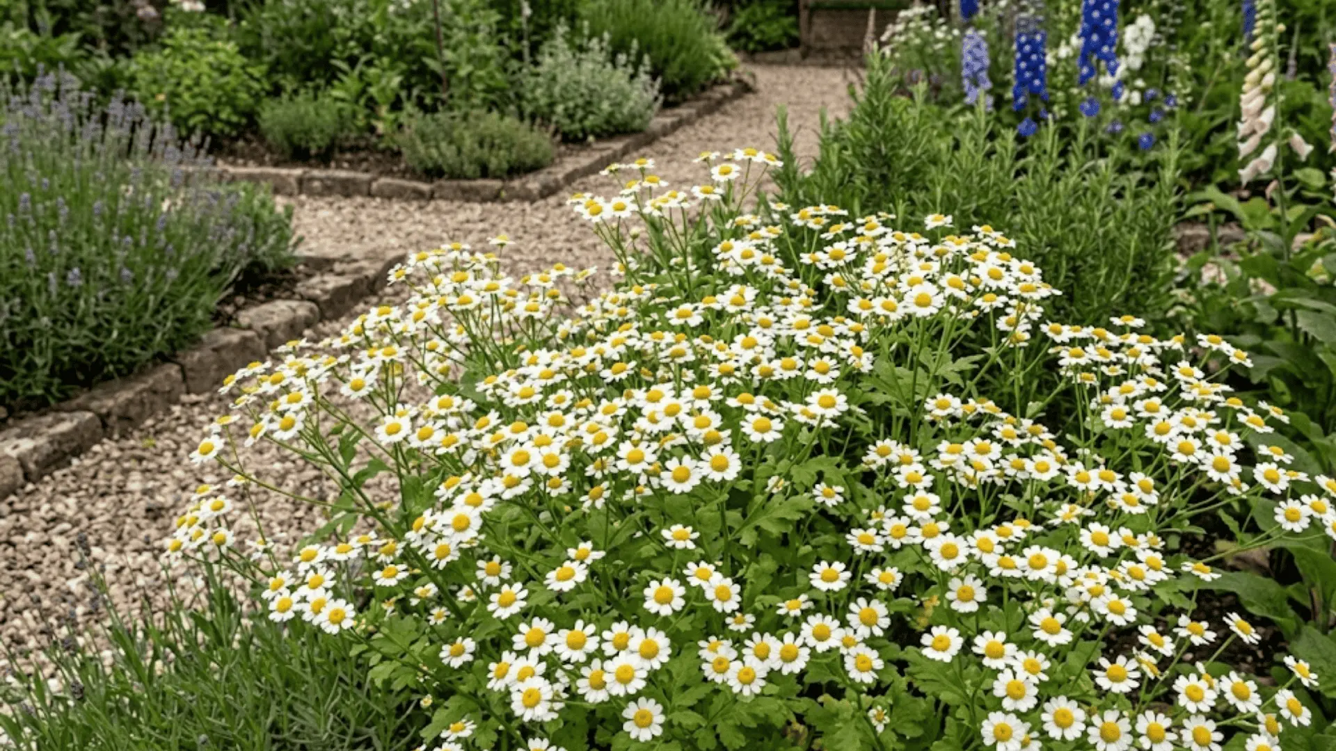 white feverfew daisy blooms with yellow centers in a cottage garden with gravel path behind