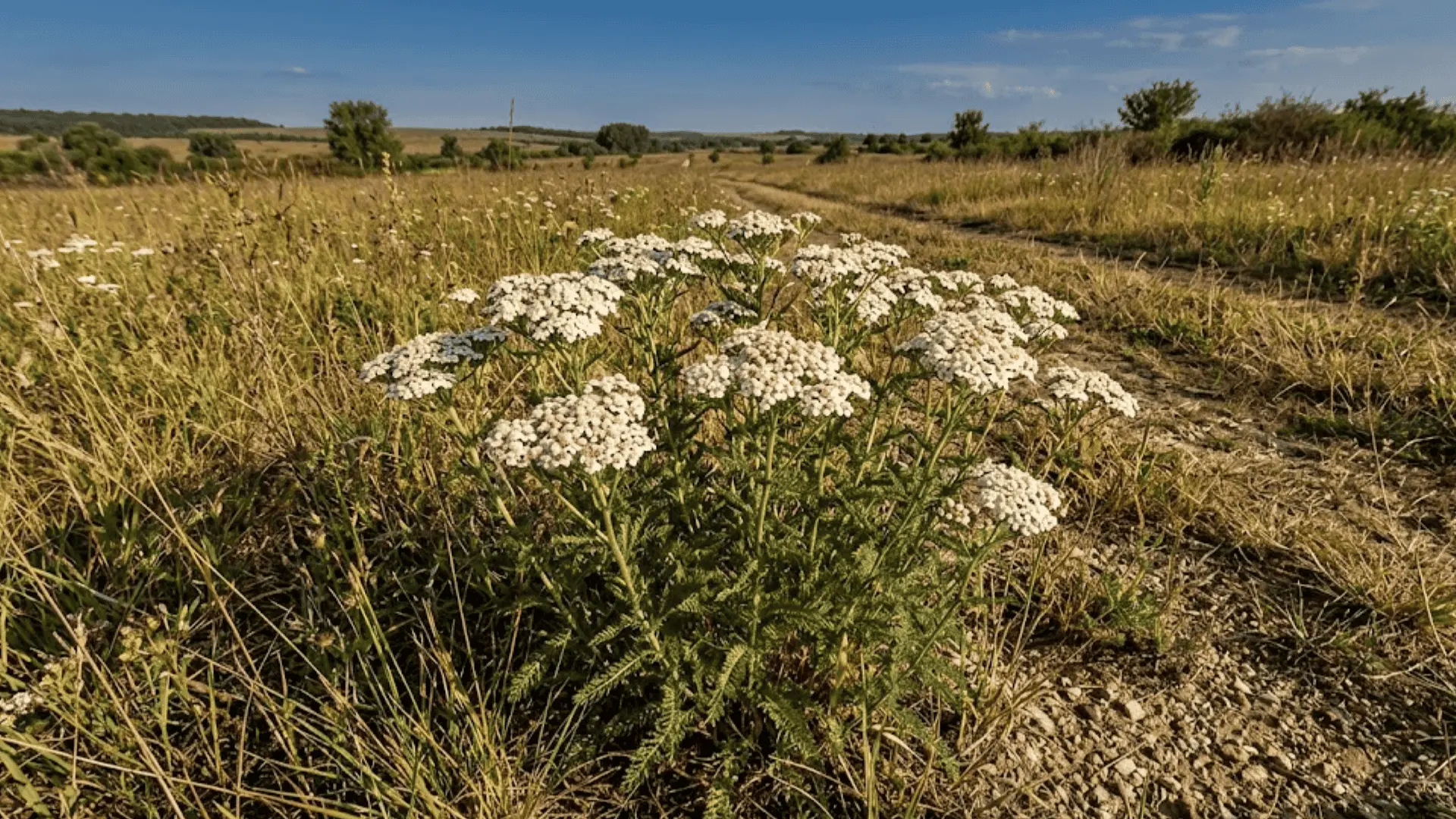 white yarrow with flat-topped flower clusters and feathery foliage blooming in dry open meadow