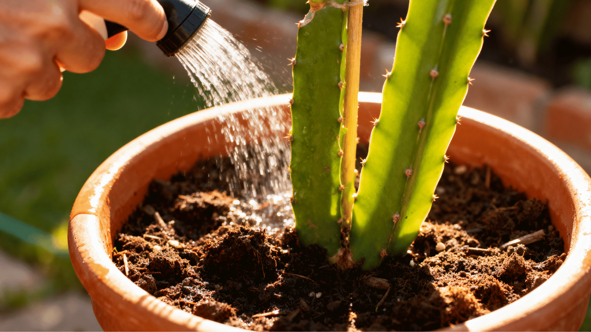 young dragon fruit plant being lightly watered in a terracotta pot with rich soil under warm backyard sunlight