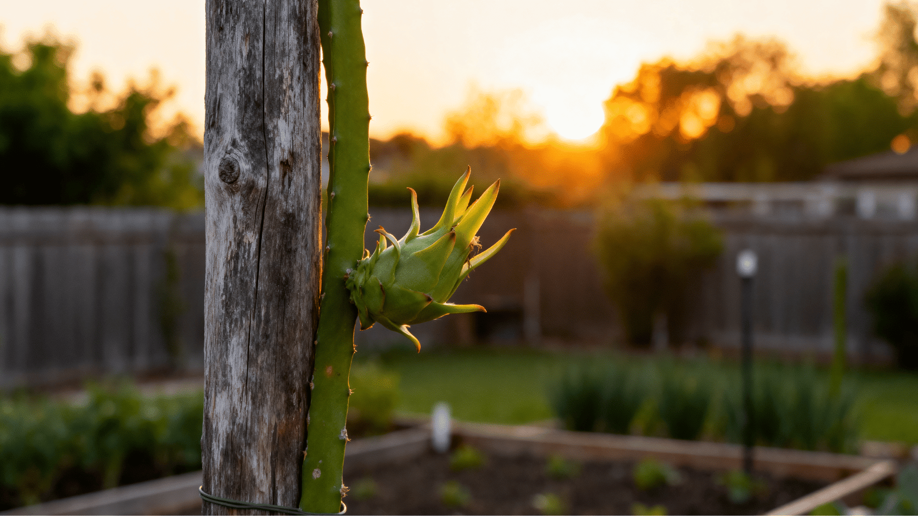 young dragon fruit plant growing beside a wooden support pole during warm sunset light in a backyard garden