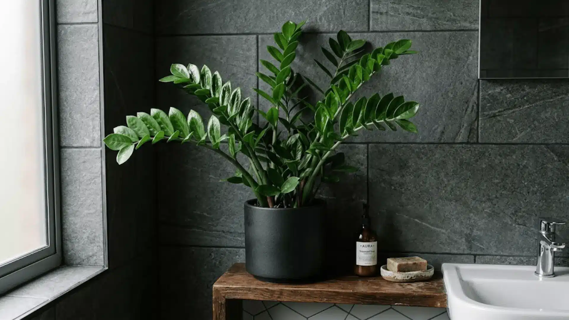 zz plant with glossy deep green leaves in a dark pot on a bathroom shelf with stone tile walls