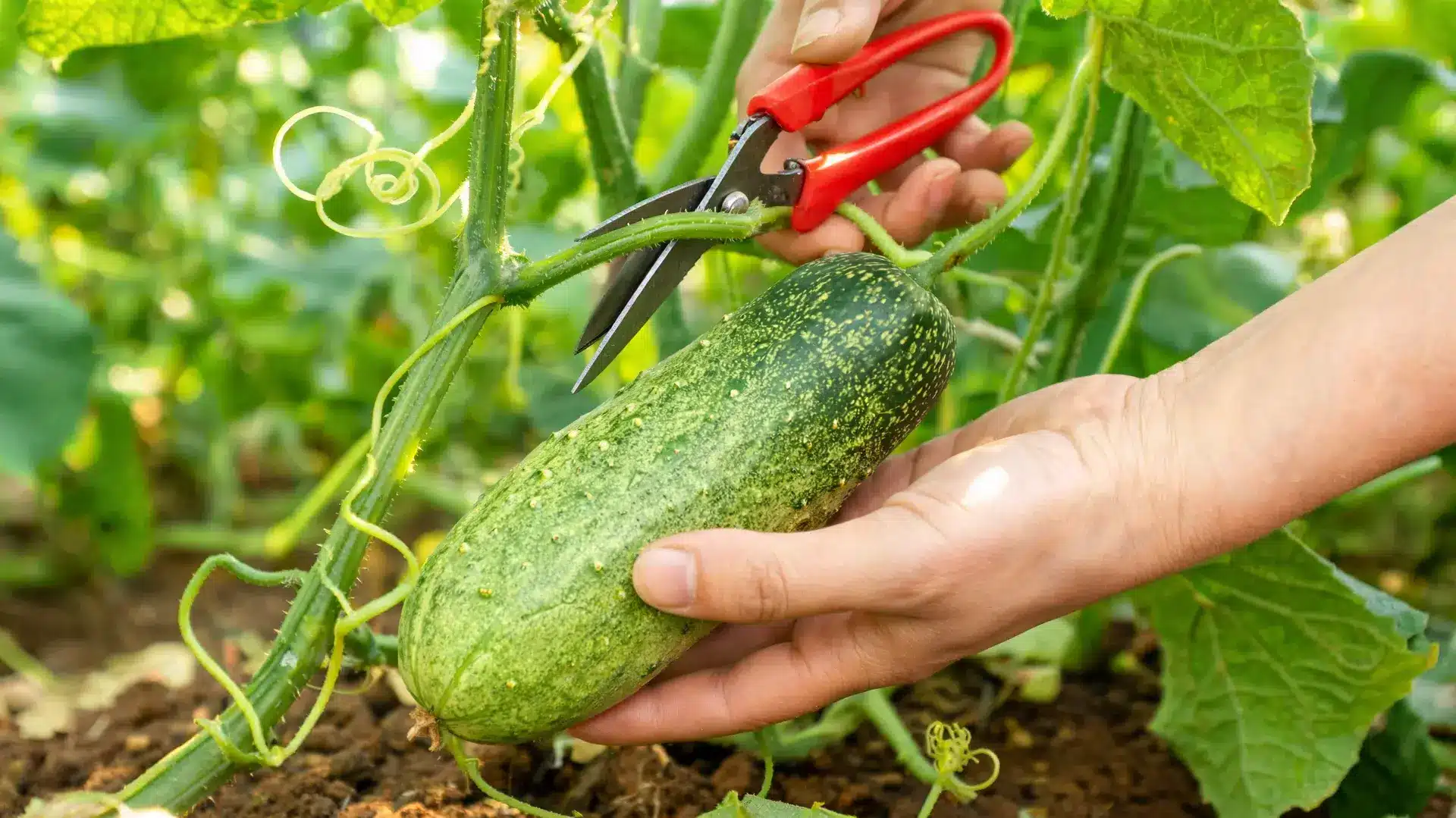 how to plant cucumbers person harvesting green cucumber from a healthy cucumber vine