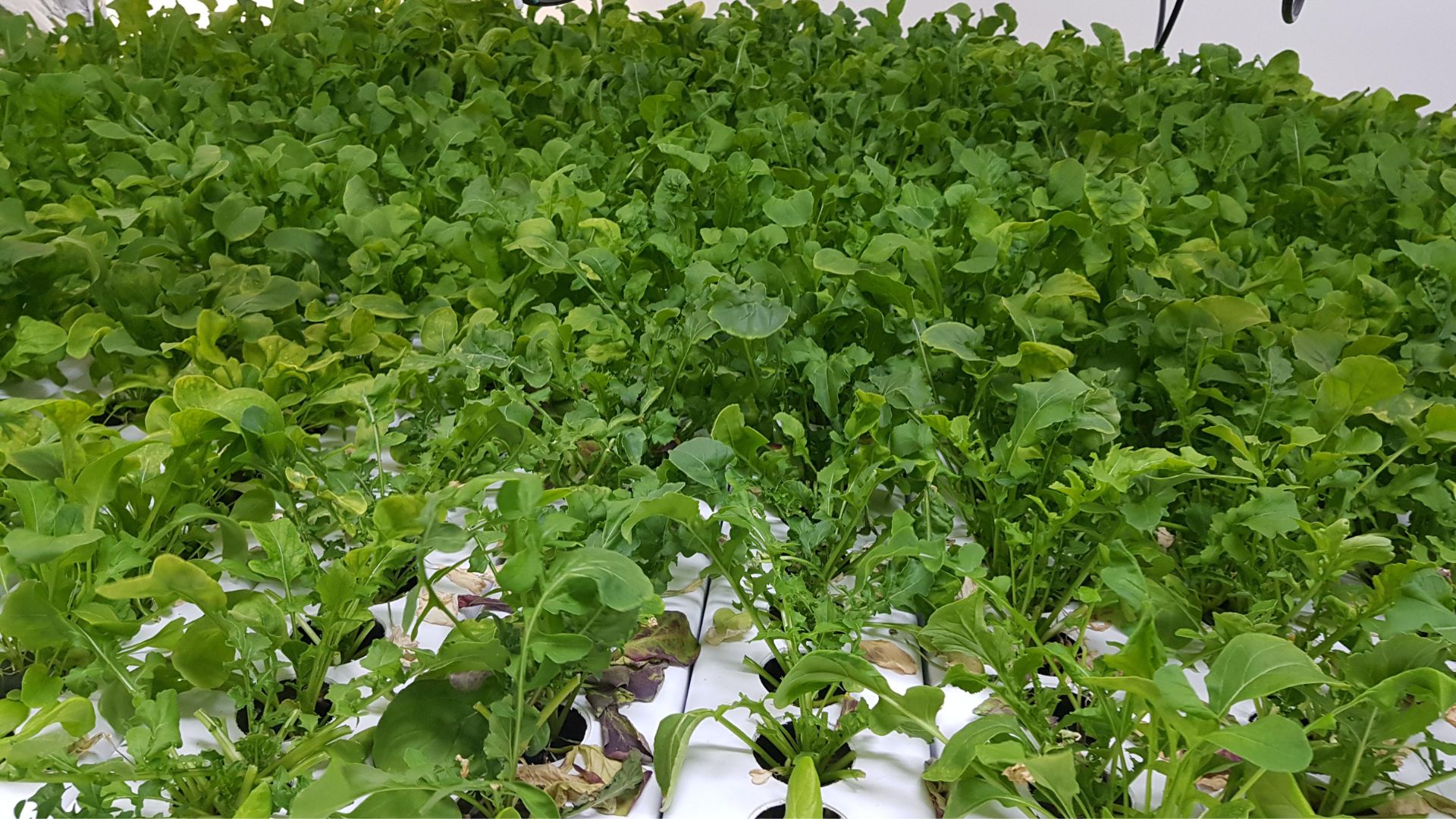 arugula