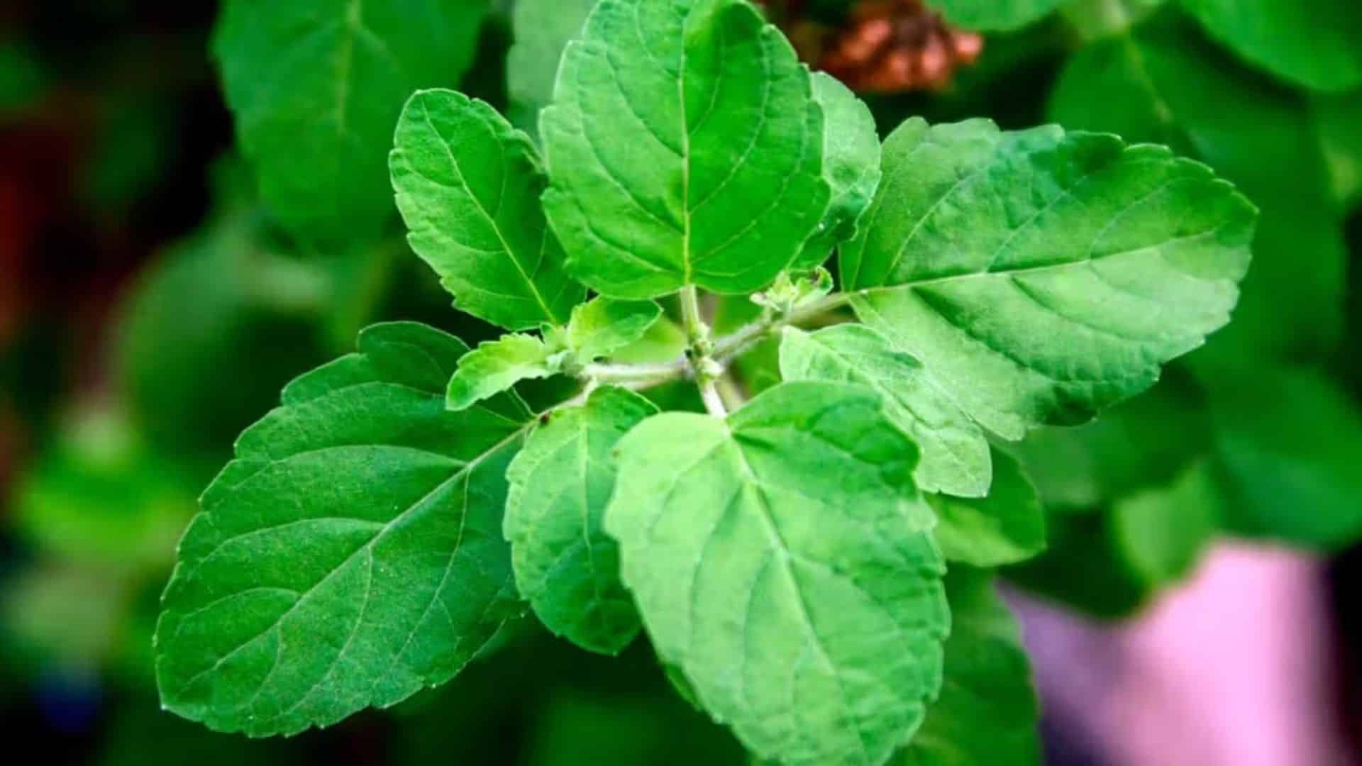 basil-holy