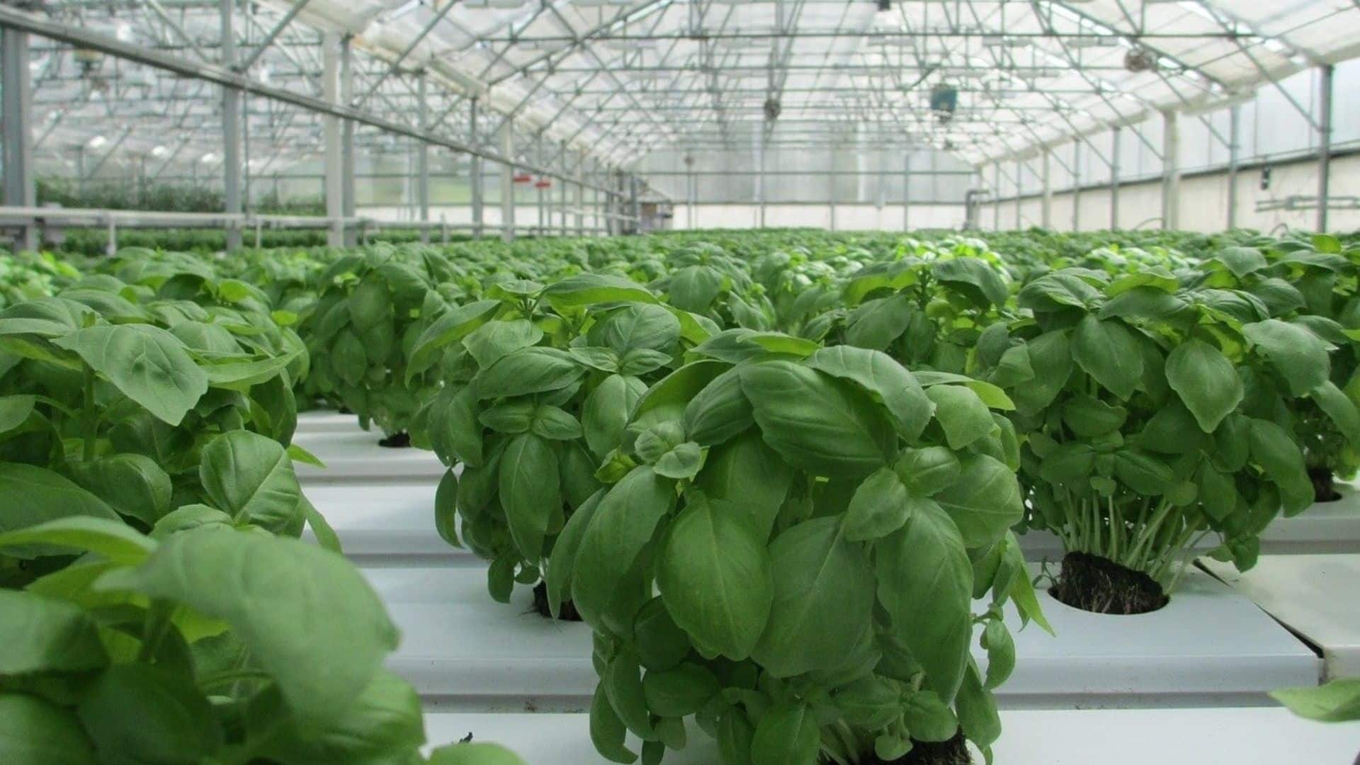 basil