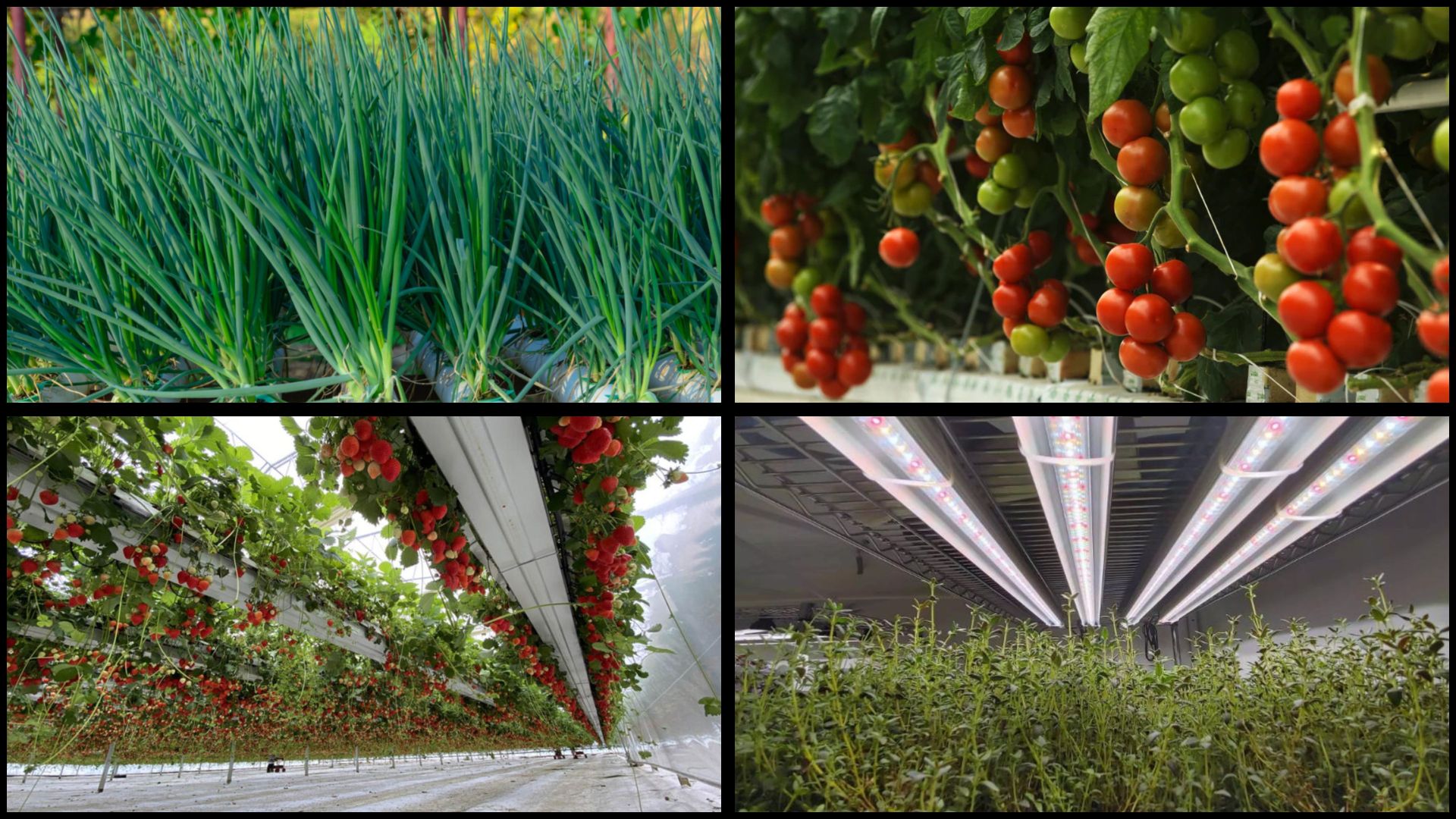 best-plants-for-hydroponics-to-grow