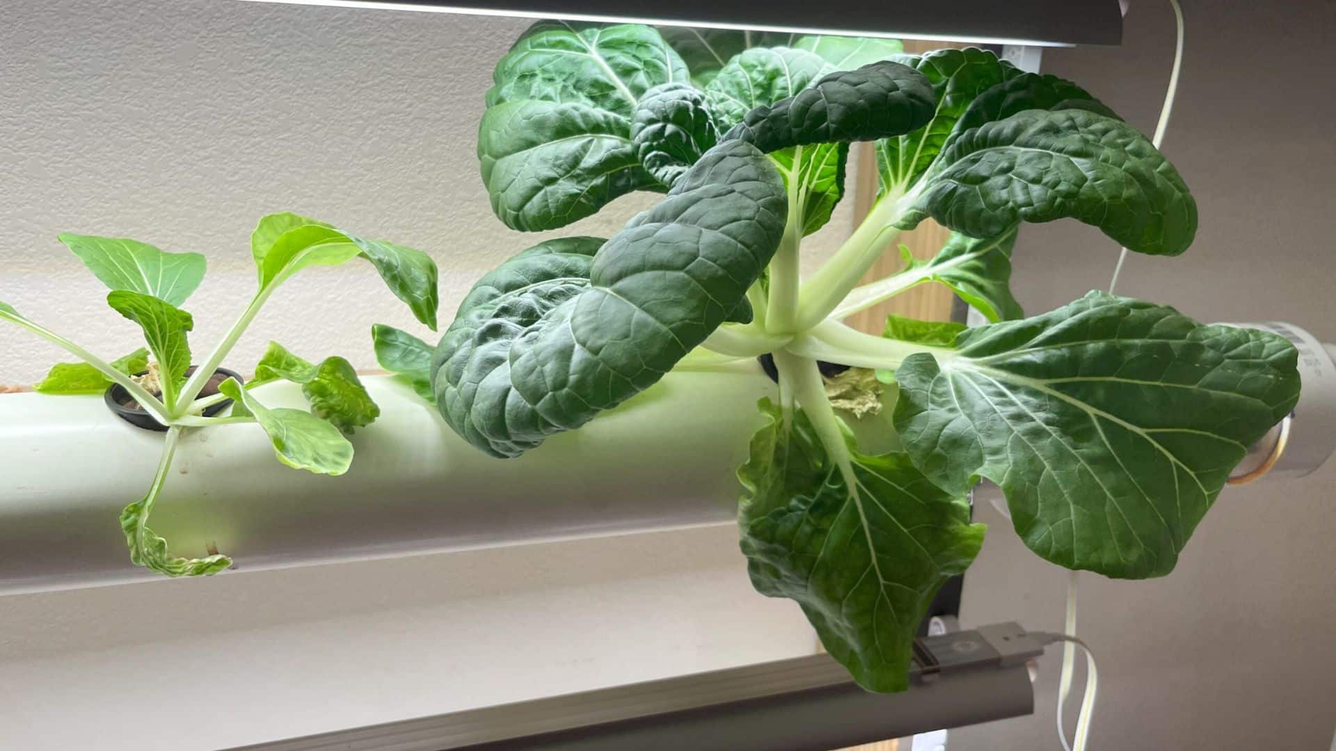 bok-choy