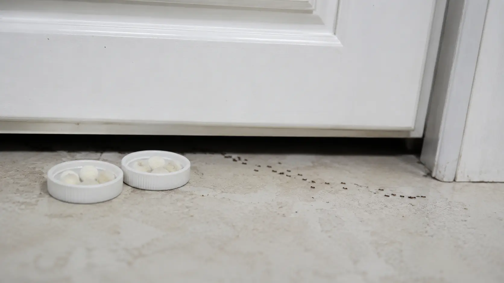 a realistic image of diy borax and sugar bait placed near an ant trail under a cabinet away from food surfaces