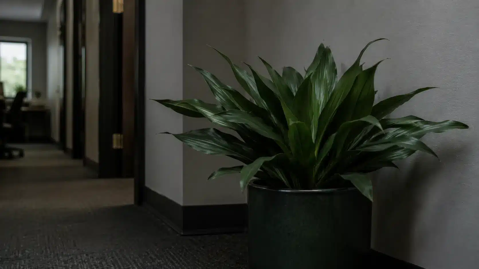 cast iron plant in a dark floor pot beside an office hallway wall