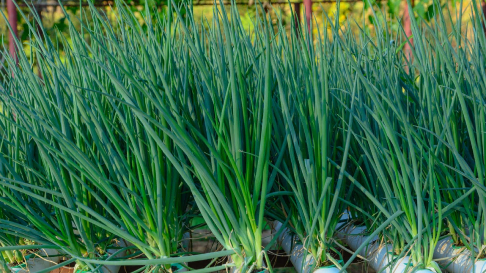 chives