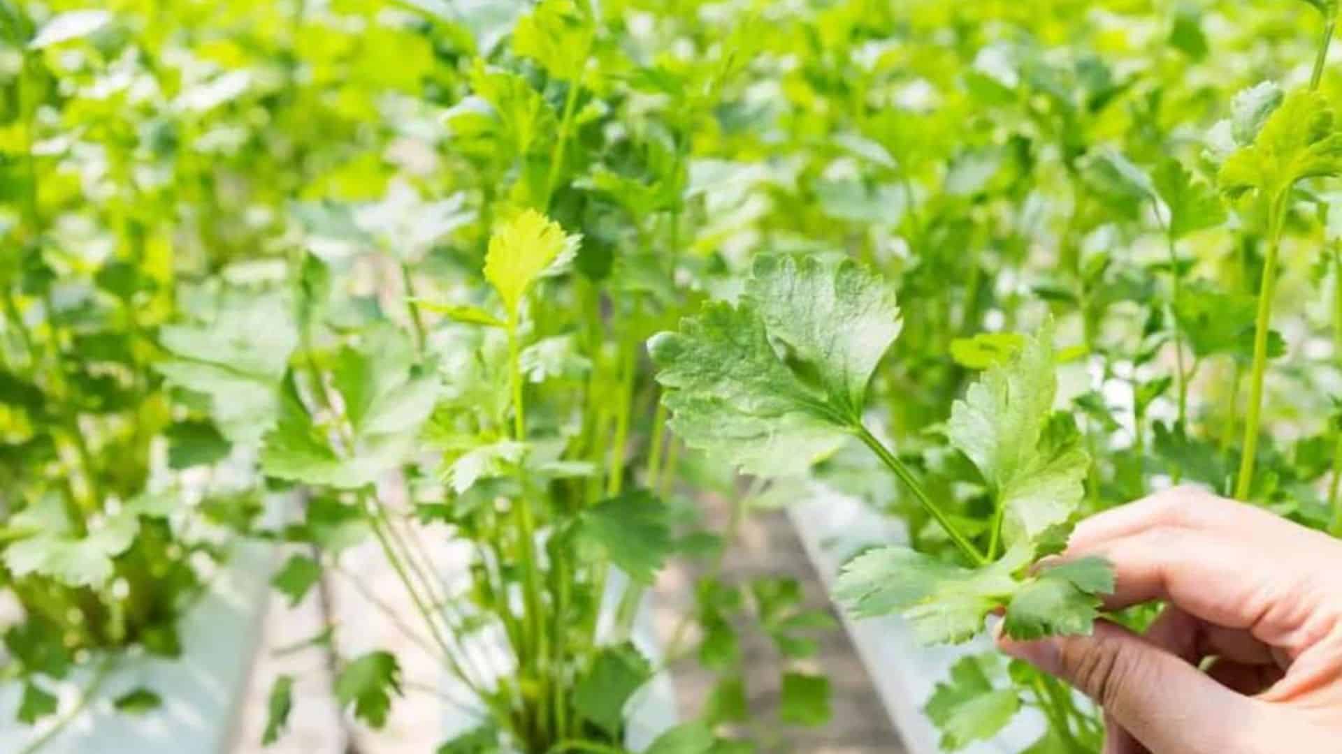 cilantro