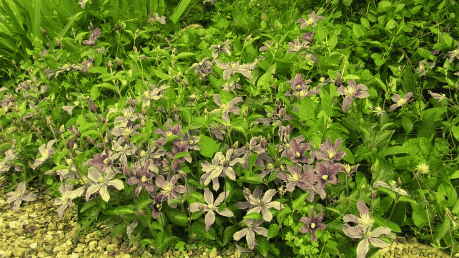 clematis on a garden