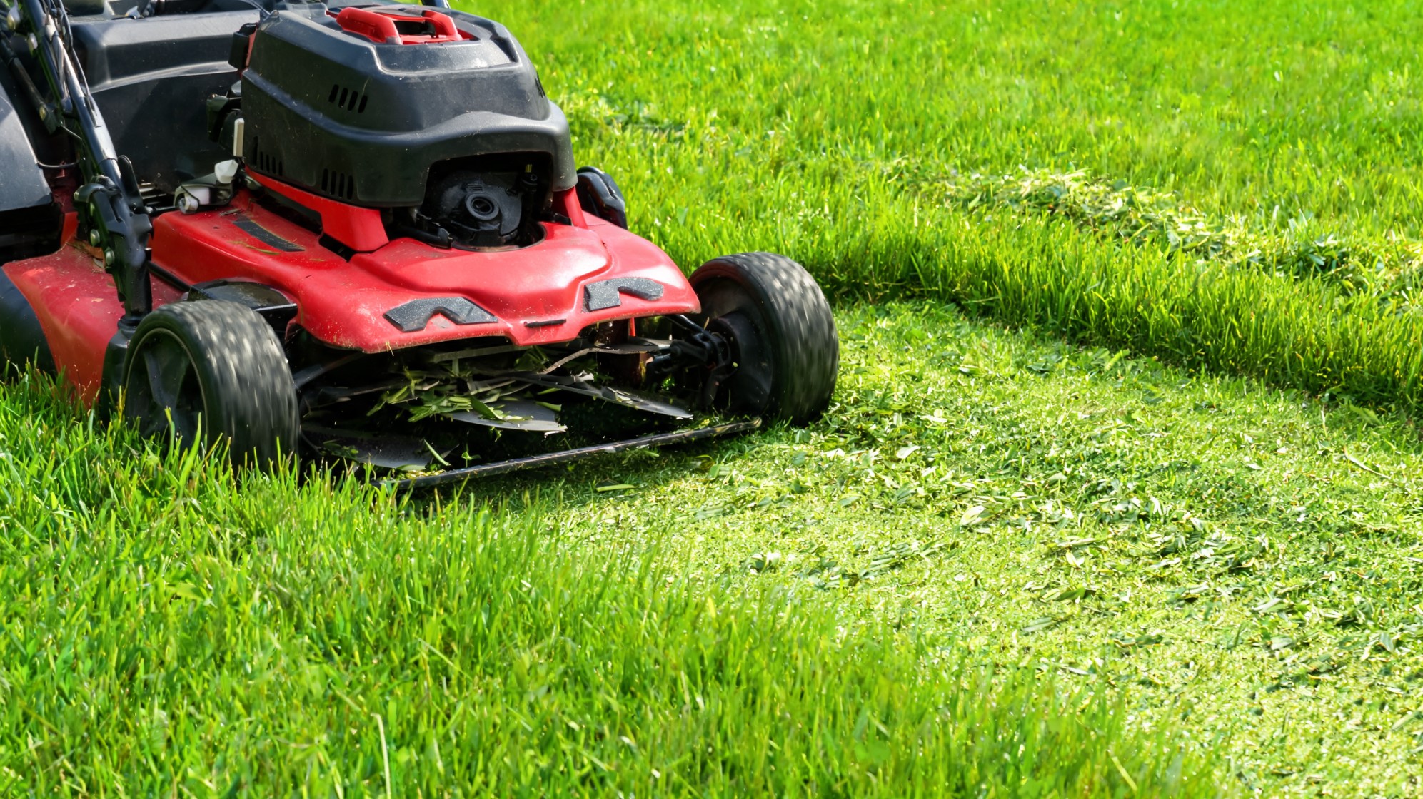 how often should you mow your lawn close up red mower cutting thick green grass