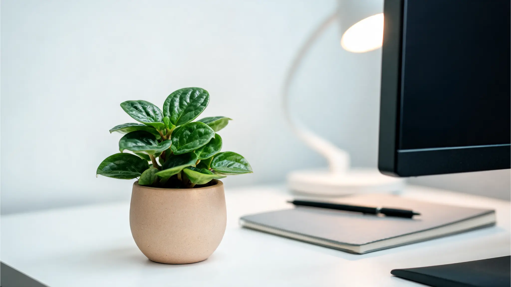 compact peperomia plant in a small pot beside a monitor notebook and desk lamp