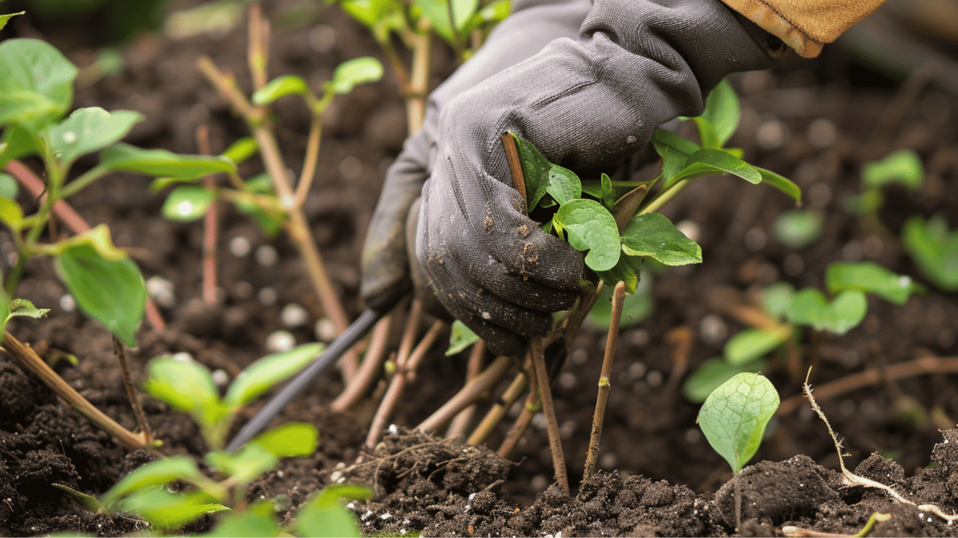 cutting the stem of clematis plant with gloves on