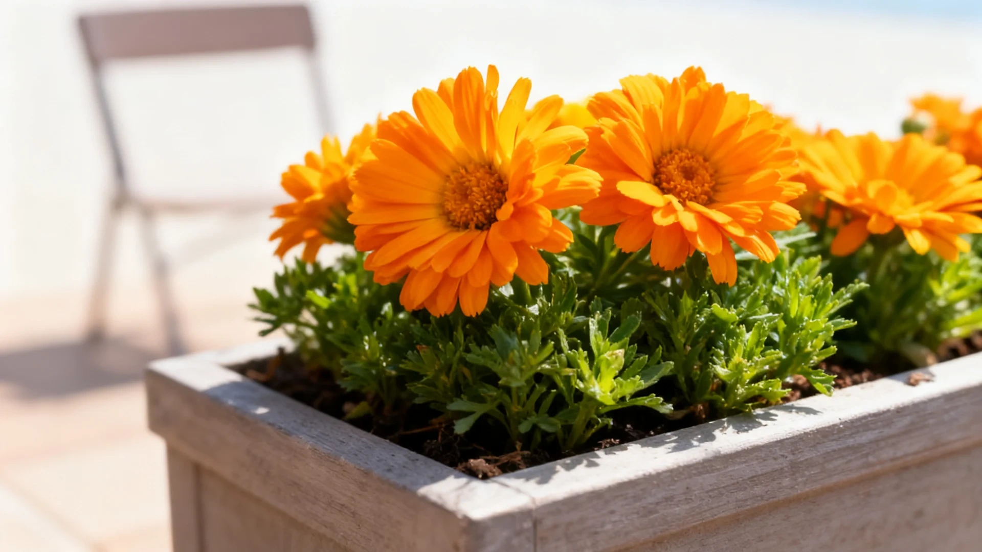 discovery orange marigolds with large blooms growing in a low patio planter box