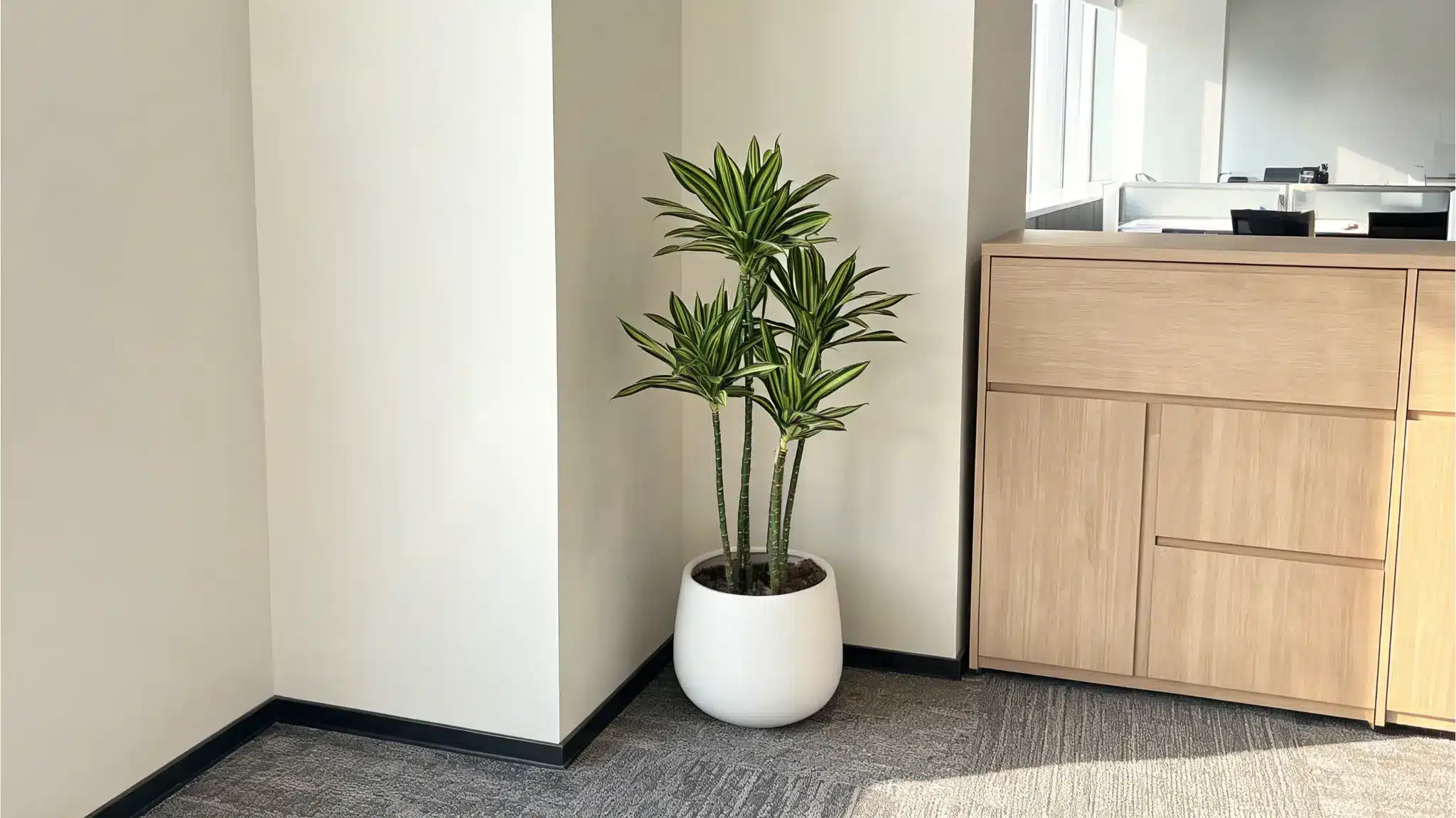 dracaena plant in a ceramic floor pot placed in a narrow modern office corner